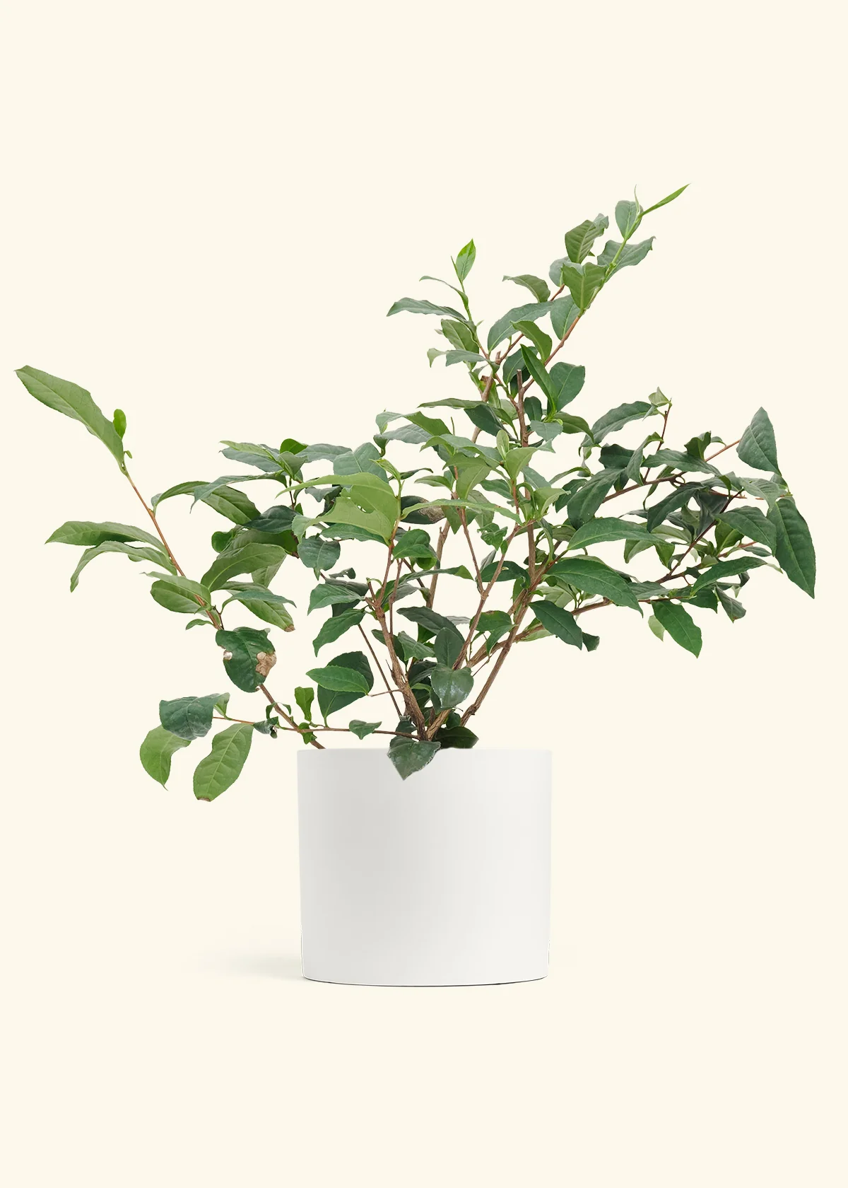 Tea Plant - Image 18