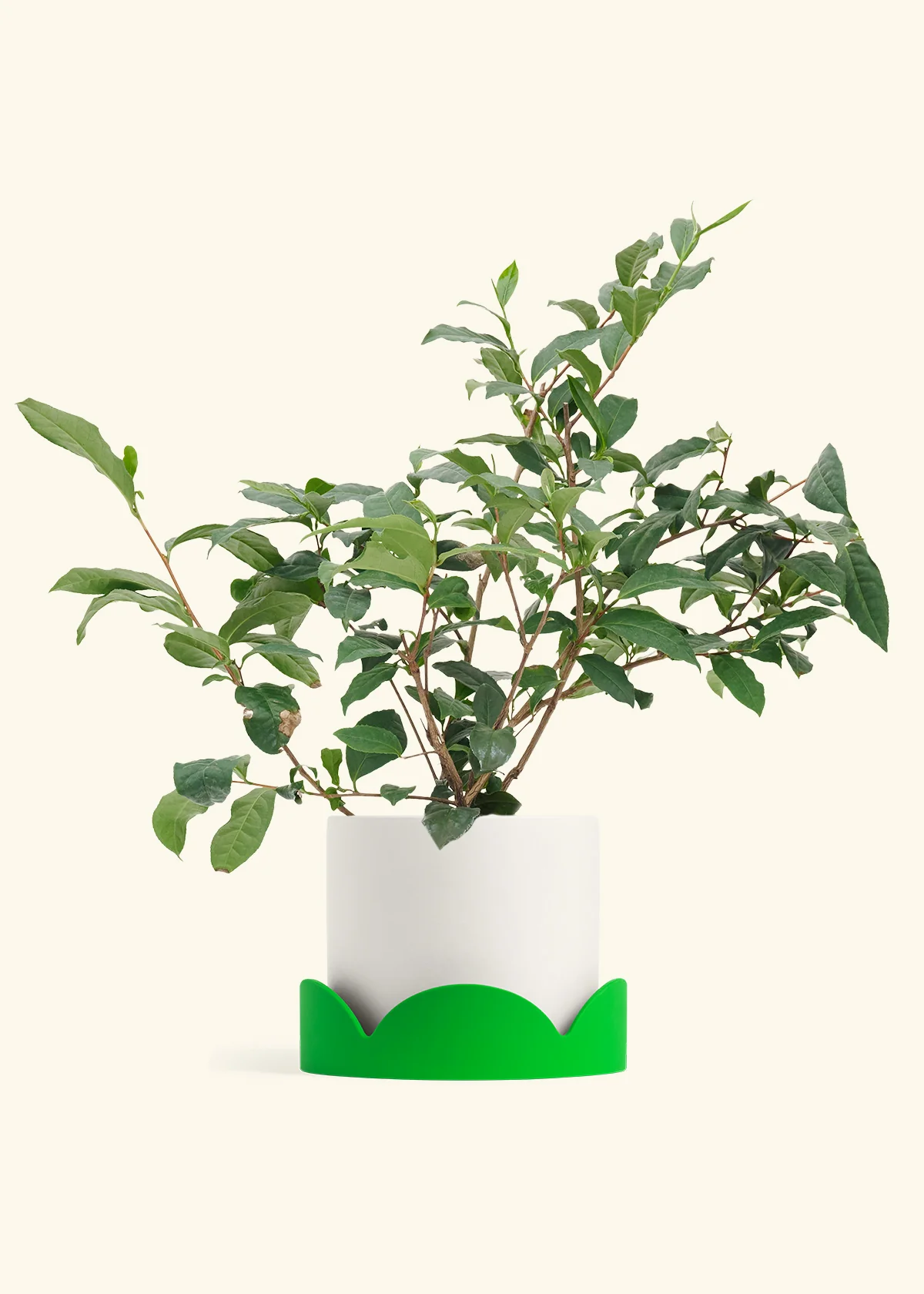 Tea Plant - Image 19
