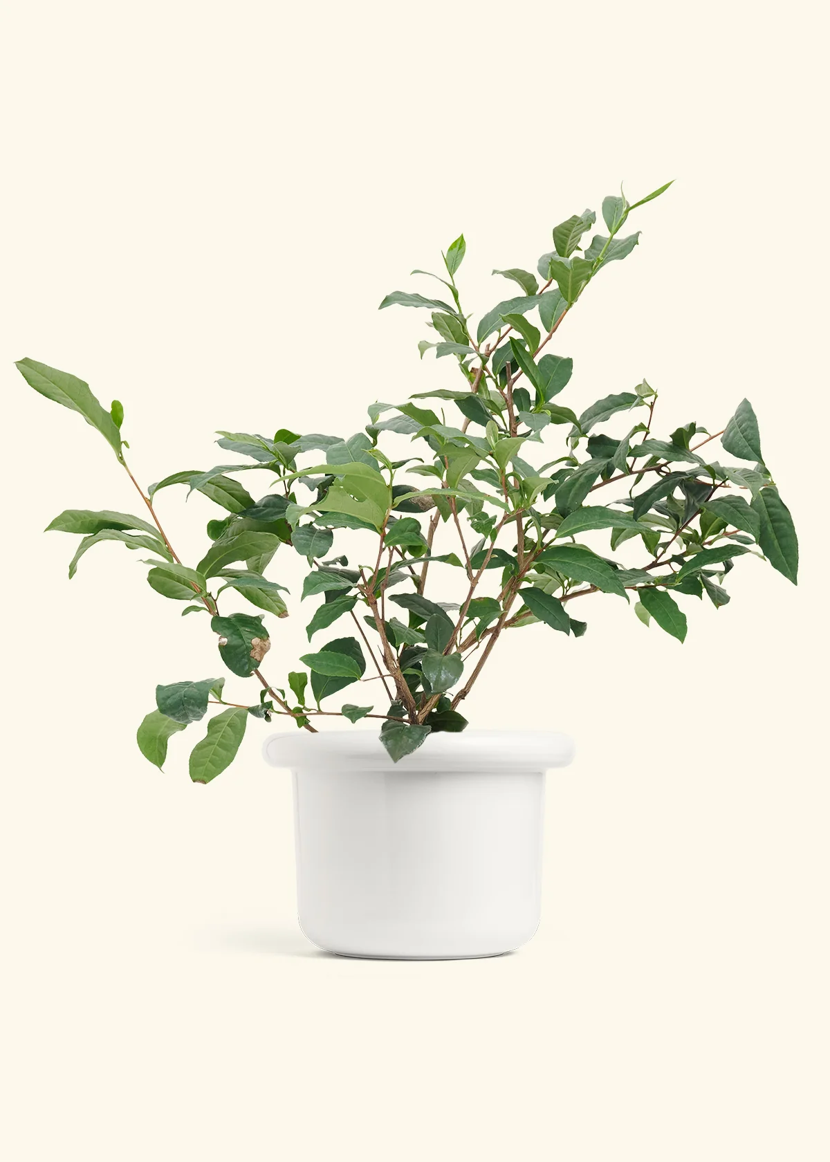 Tea Plant - Image 2