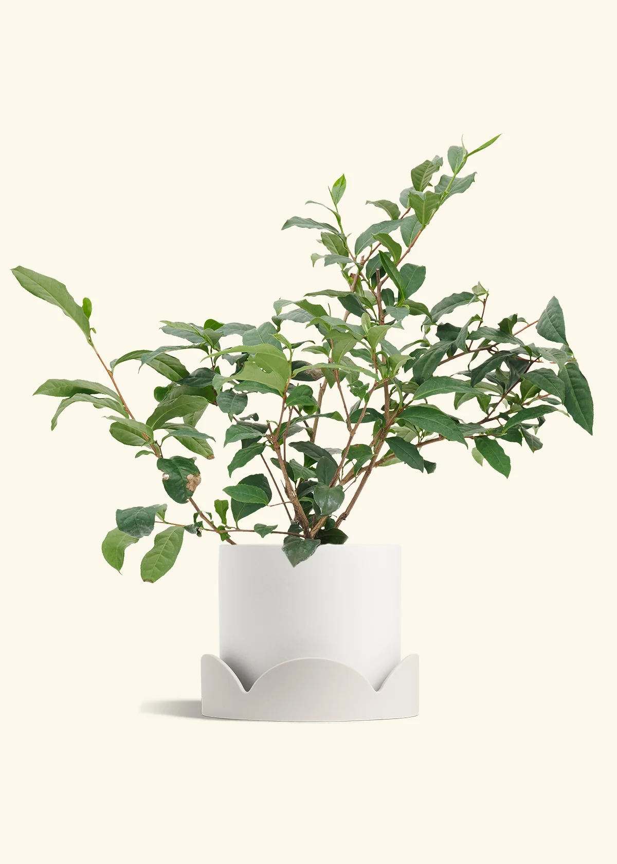 Tea Plant - Image 20
