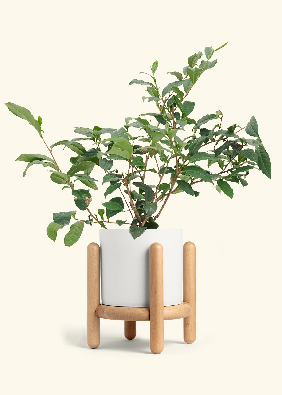 Tea Plant - Image 21