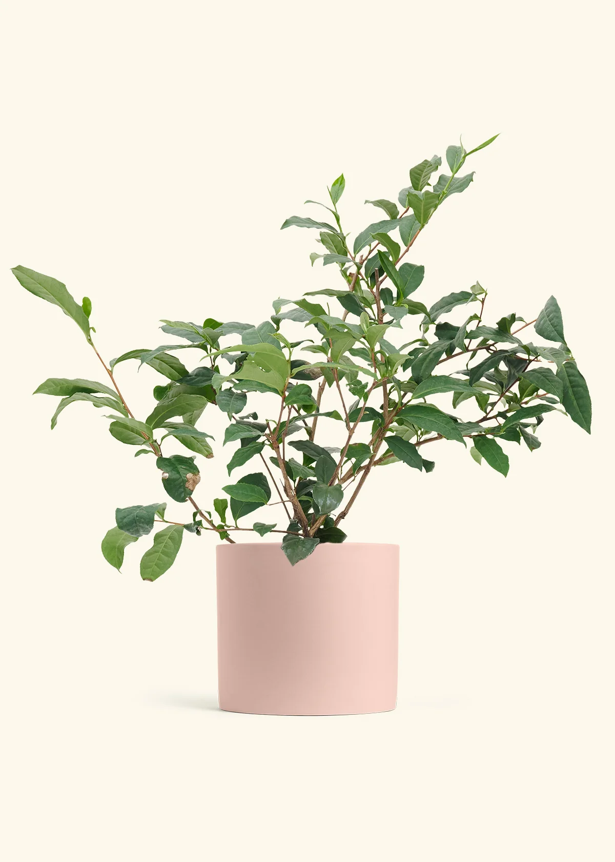 Tea Plant - Image 22