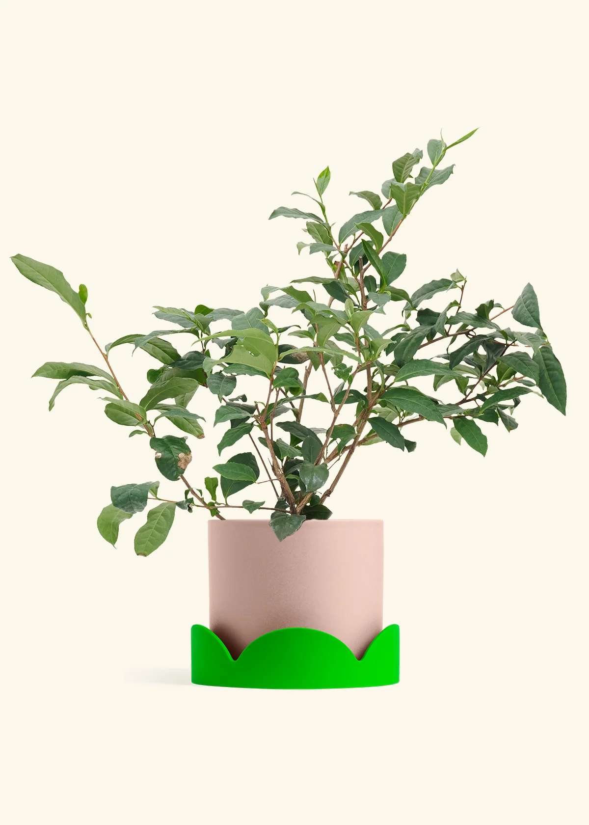 Tea Plant - Image 23