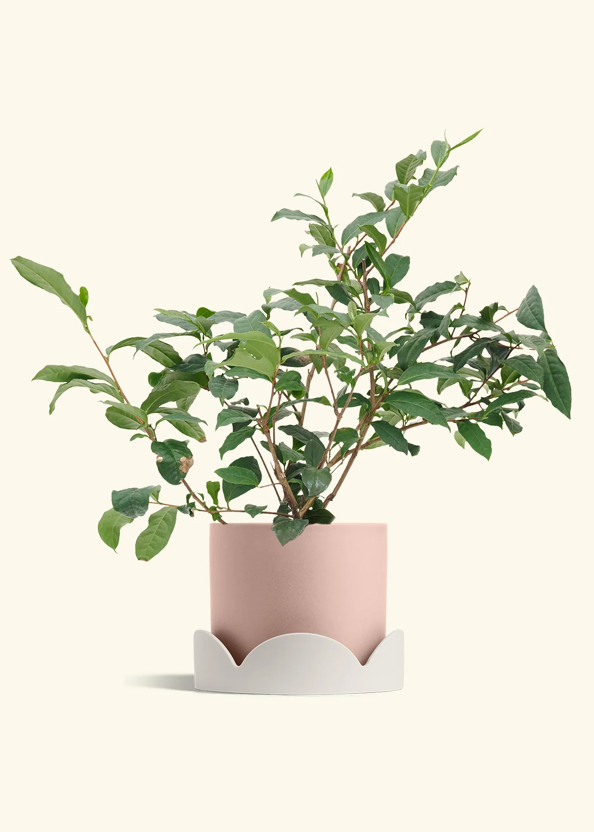 Tea Plant - Image 24