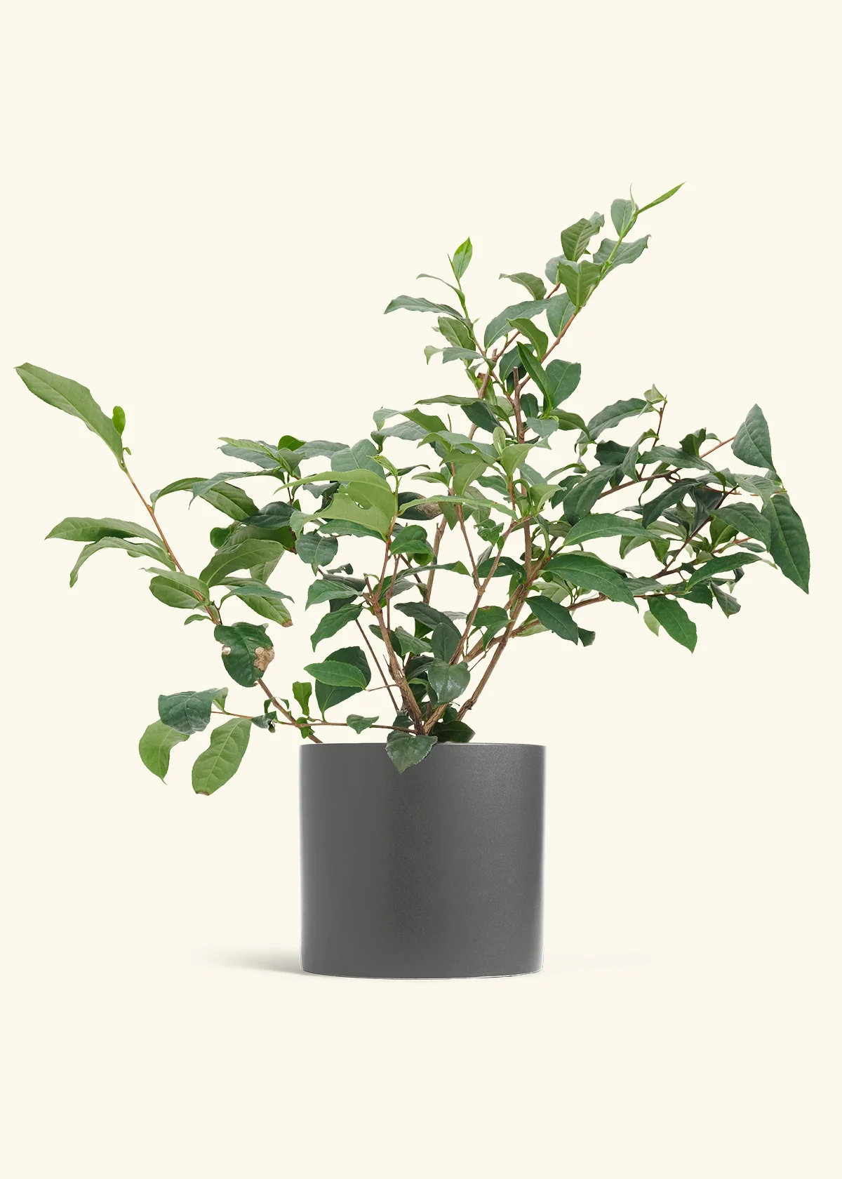 Tea Plant - Image 26