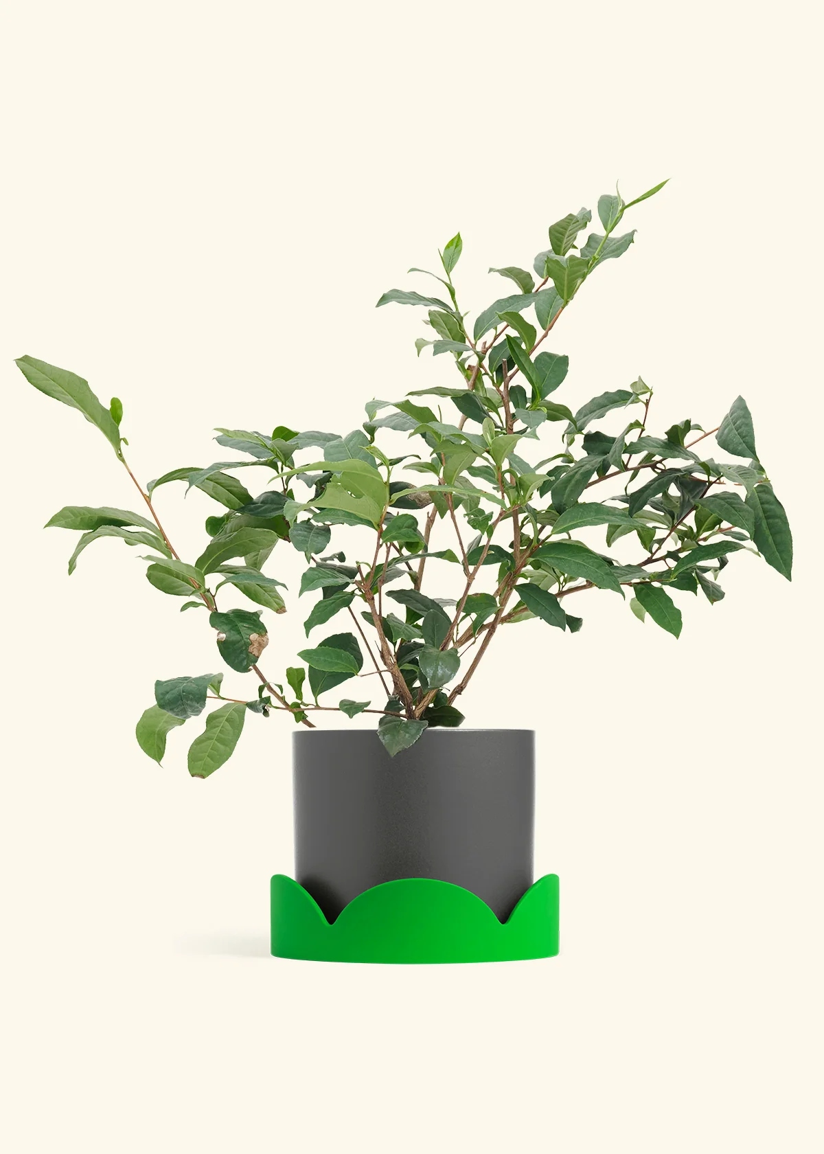 Tea Plant - Image 27