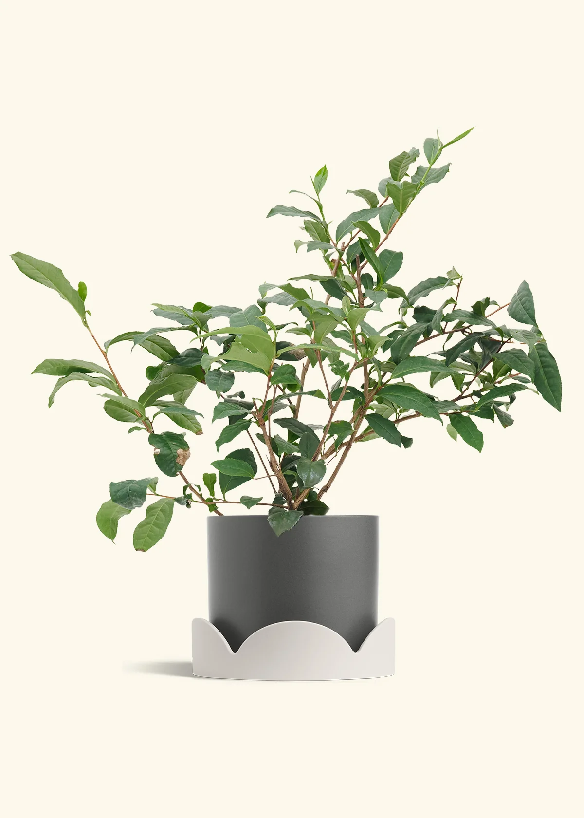 Tea Plant - Image 28