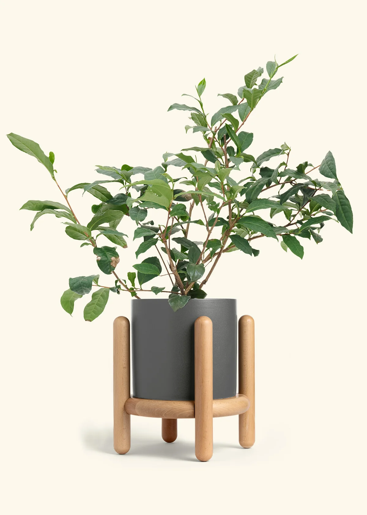 Tea Plant - Image 29