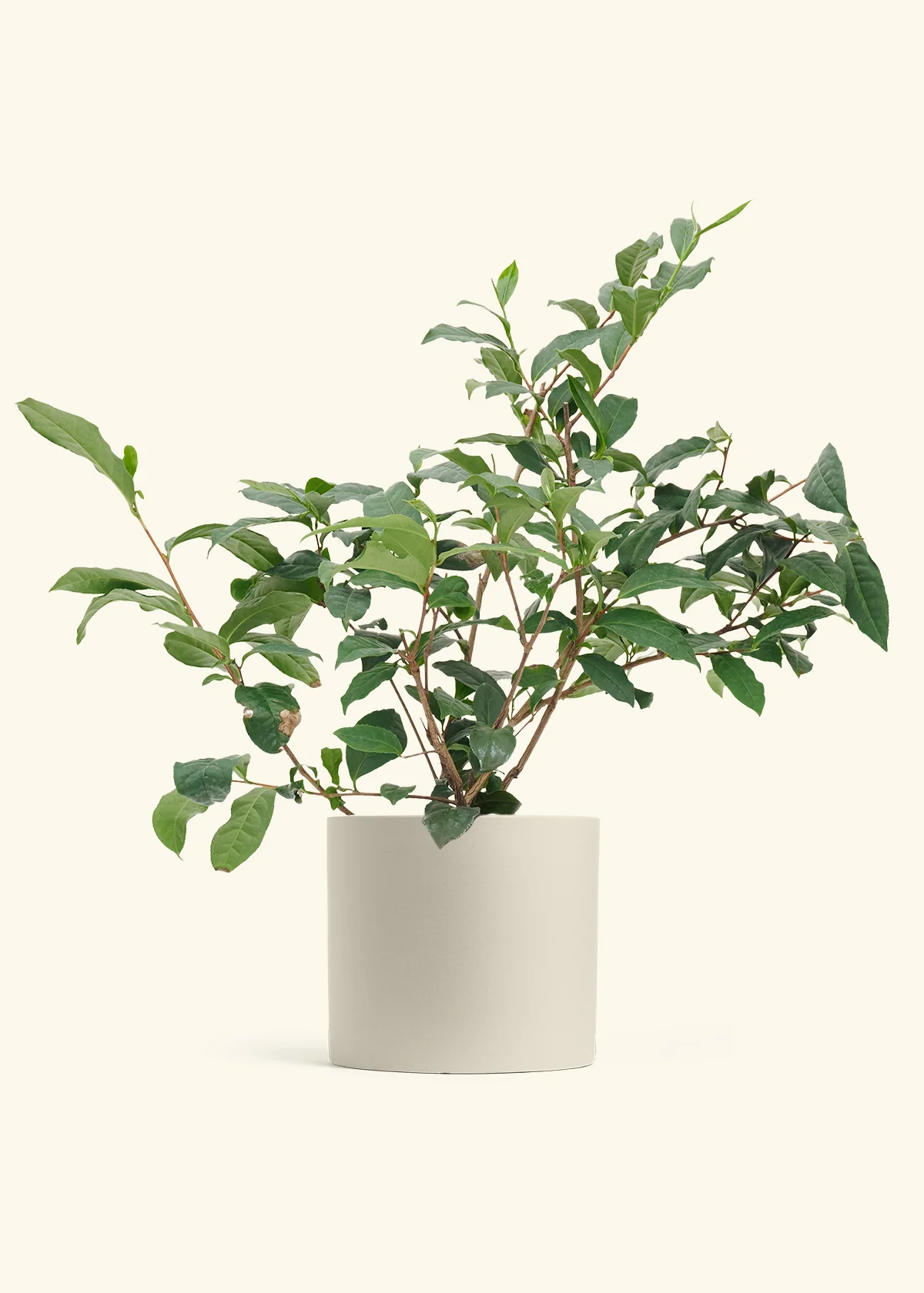 Tea Plant - Image 30