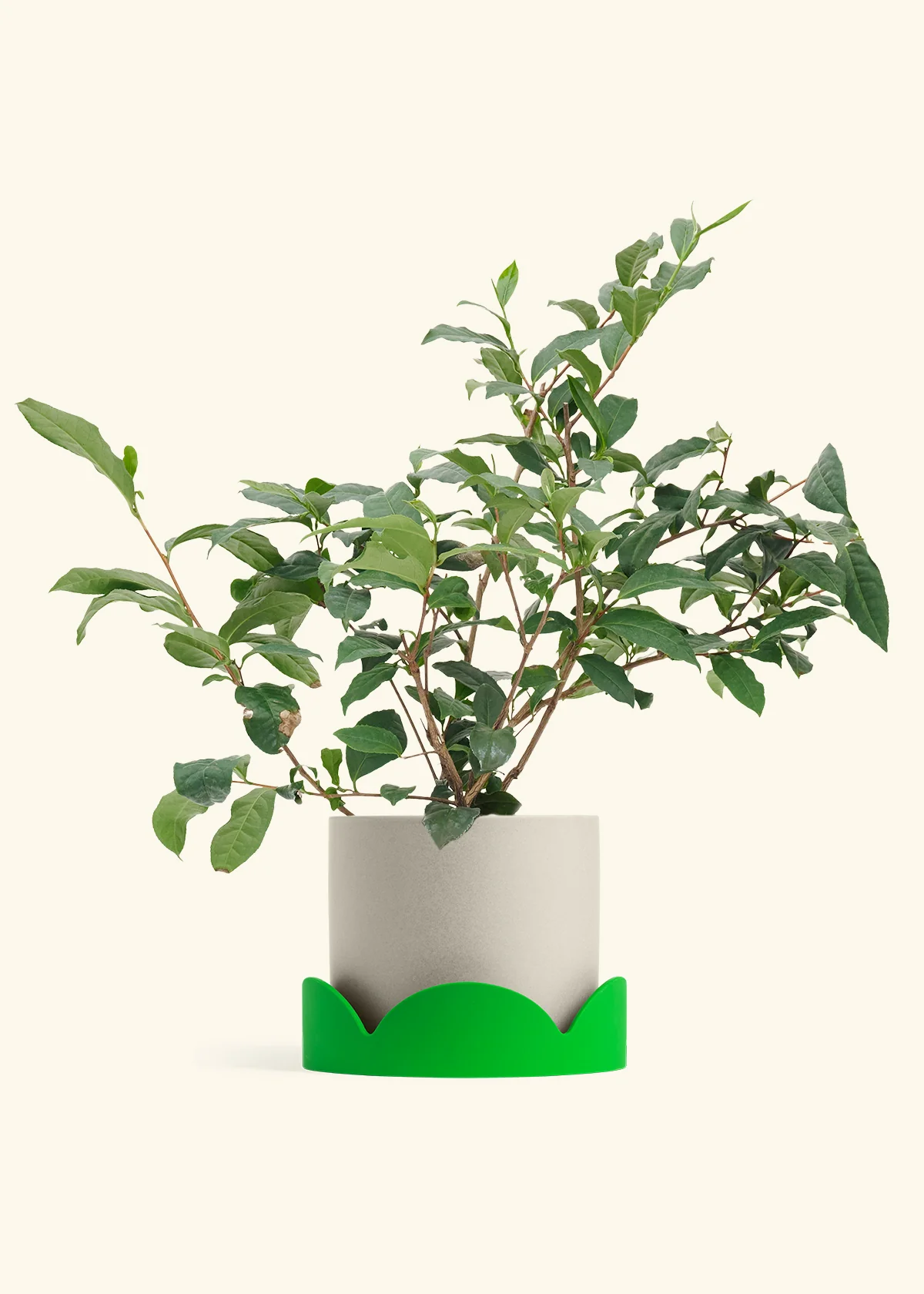 Tea Plant - Image 31