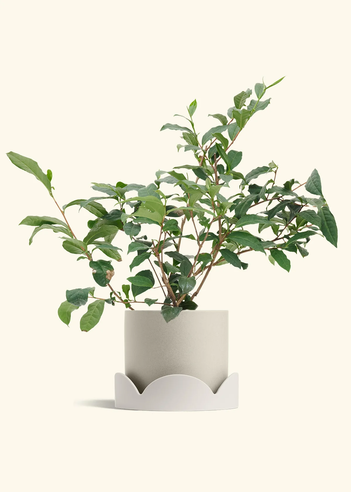 Tea Plant - Image 32