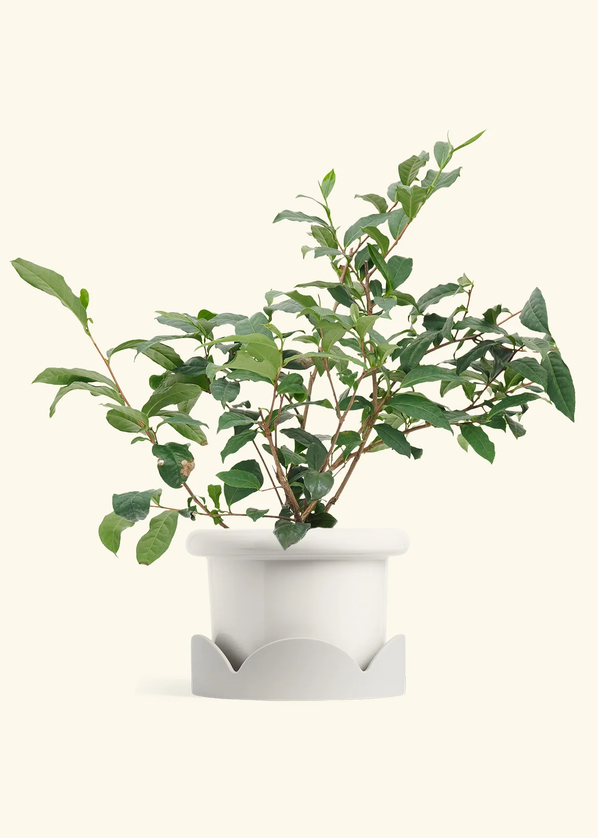 Tea Plant - Image 4