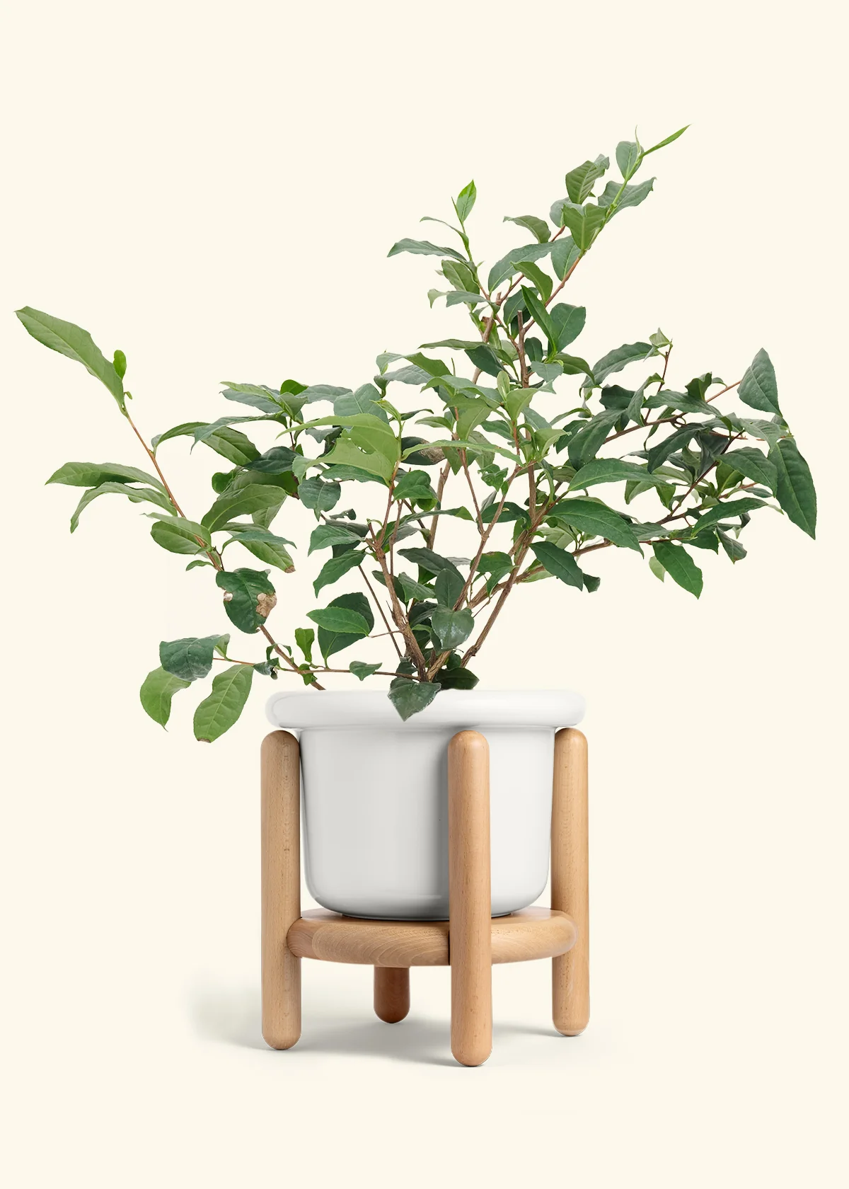 Tea Plant - Image 5