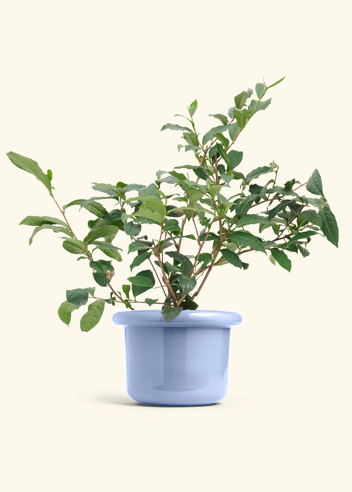 Tea Plant - Image 6