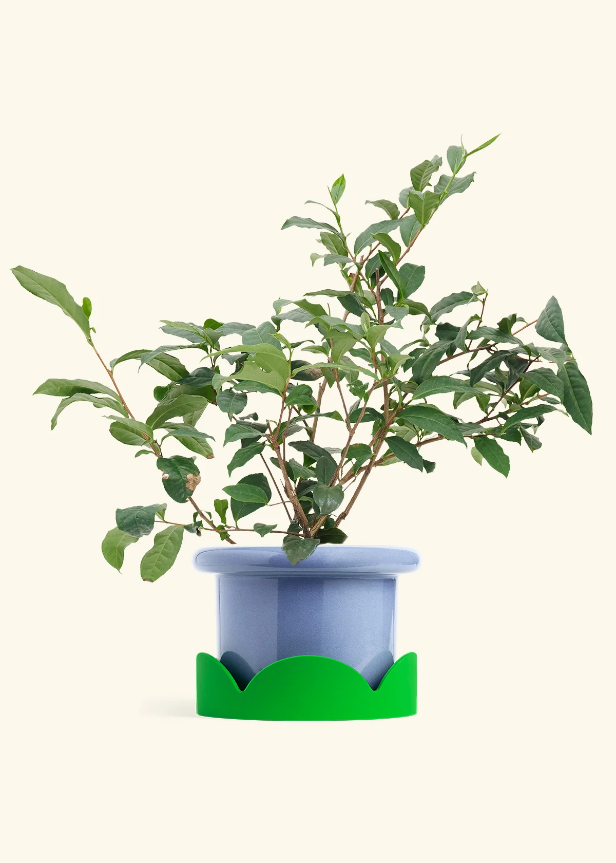 Tea Plant - Image 7
