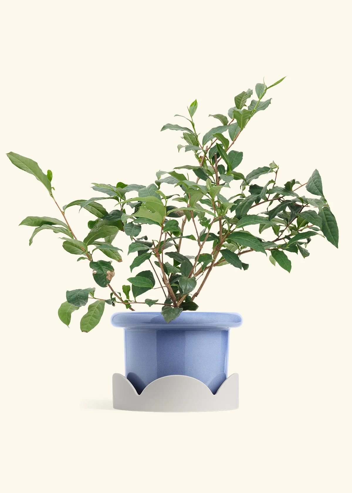 Tea Plant - Image 8