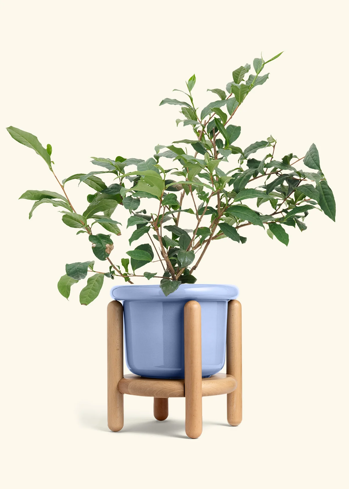 Tea Plant - Image 9