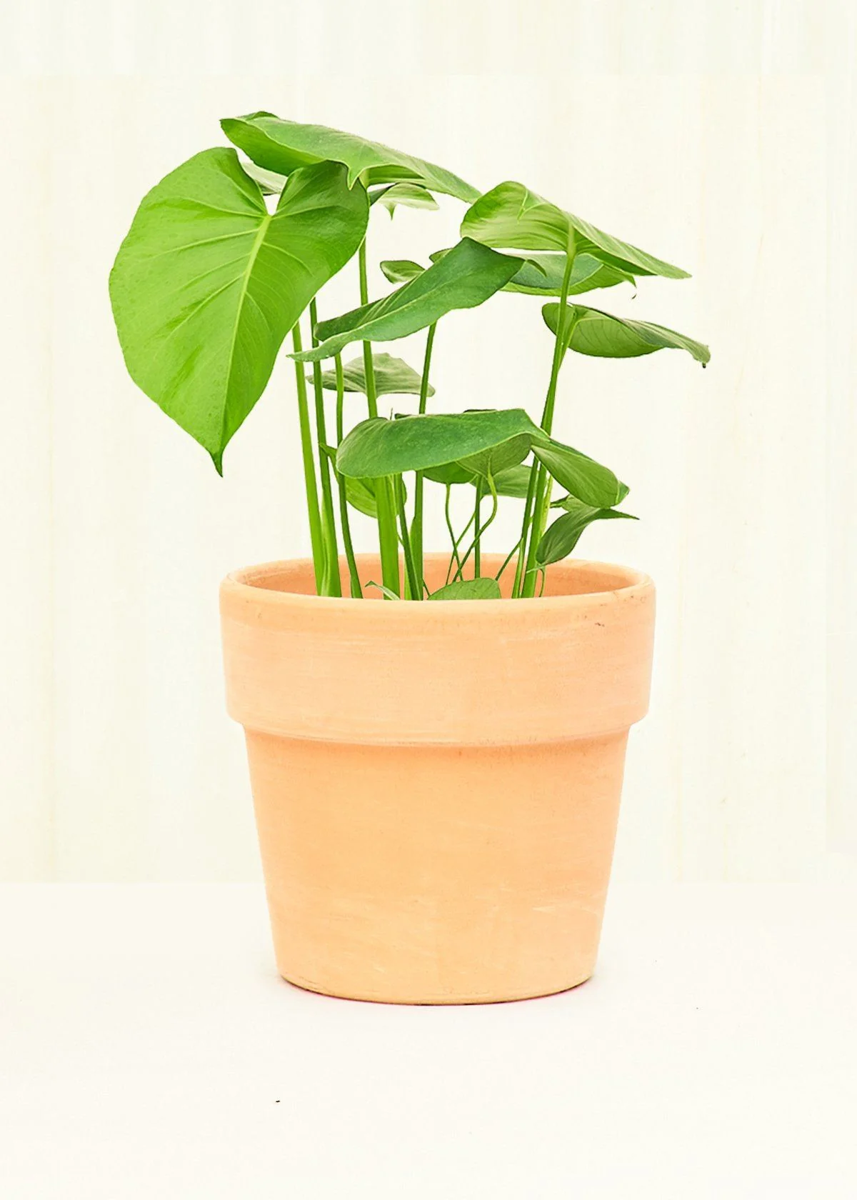 Terracotta Perfetto Cache Pot - Image 6
