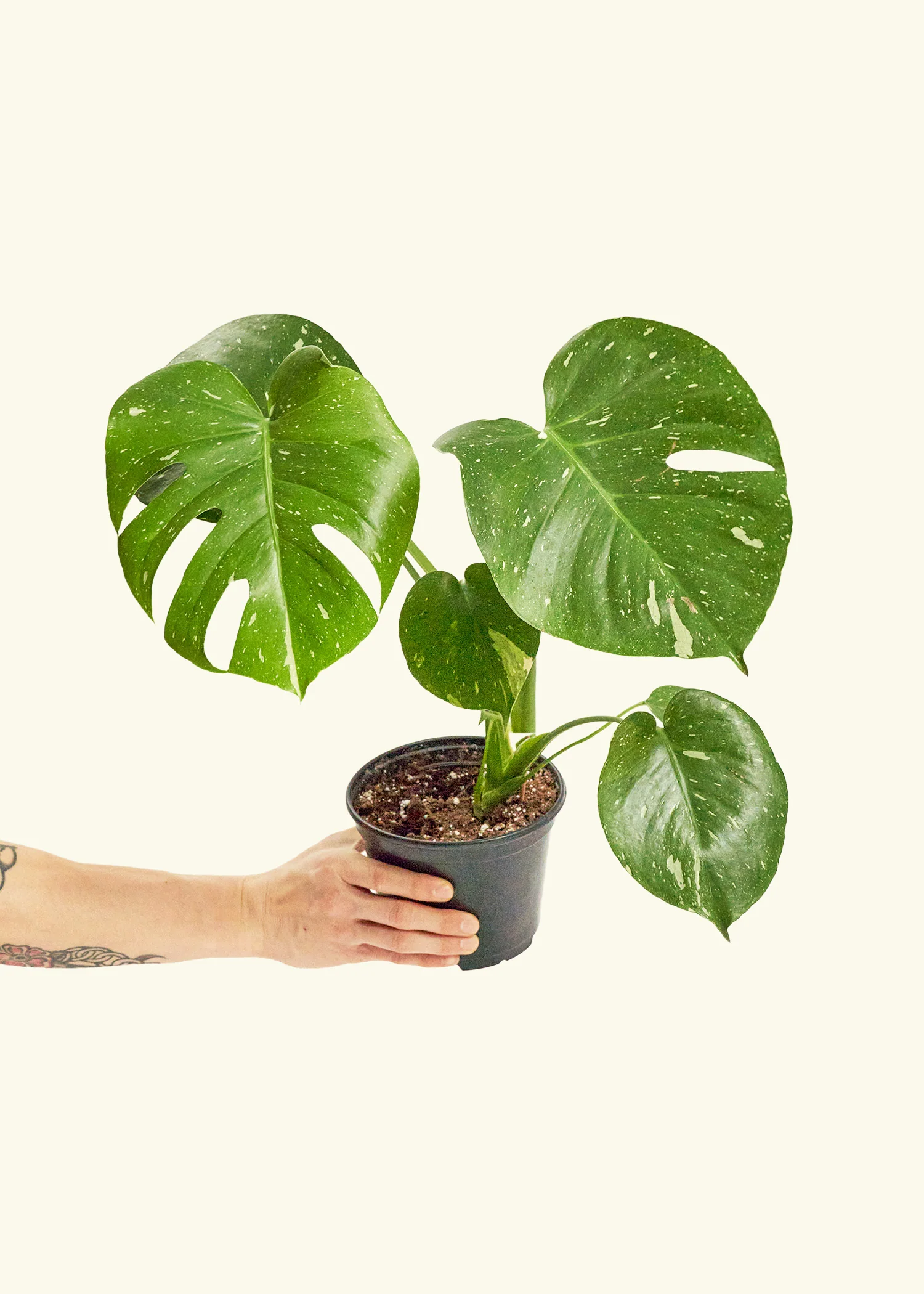 Monstera Thai Constellation - Image 3