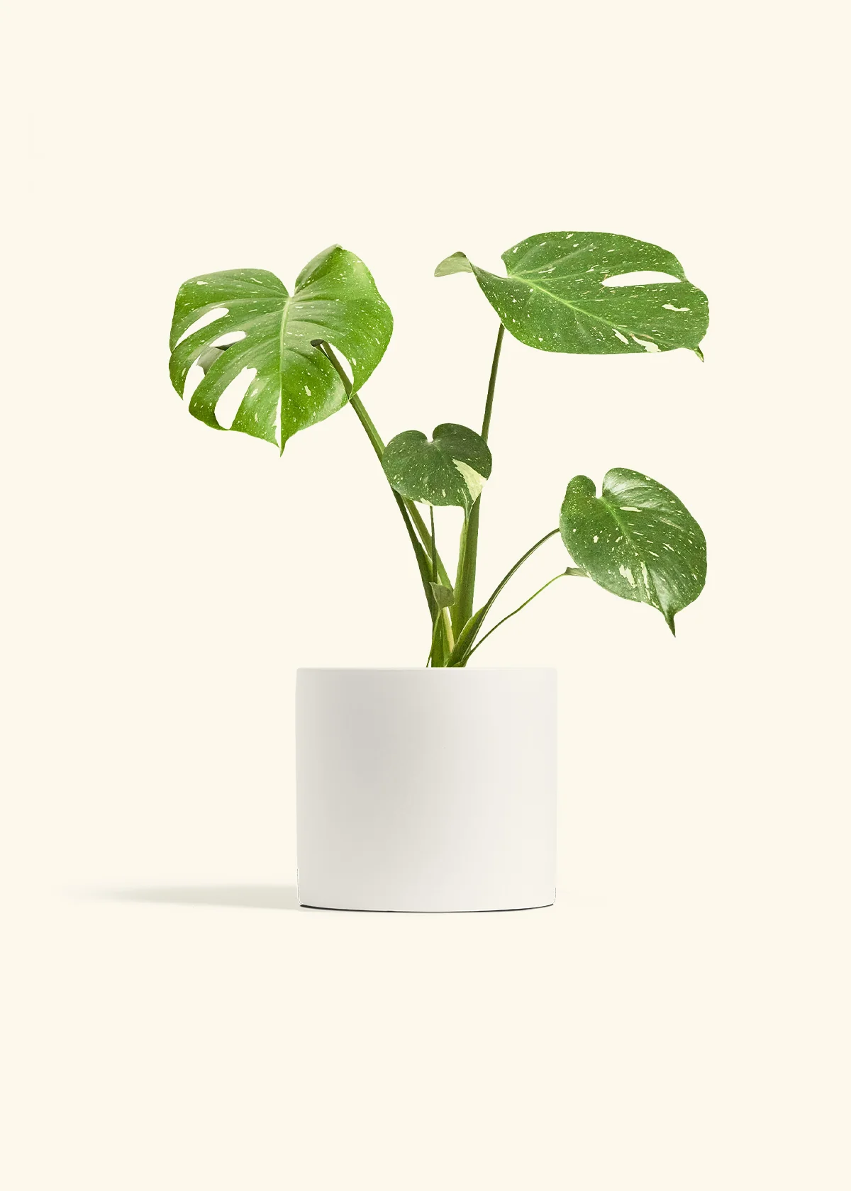 Monstera Thai Constellation - Image 4