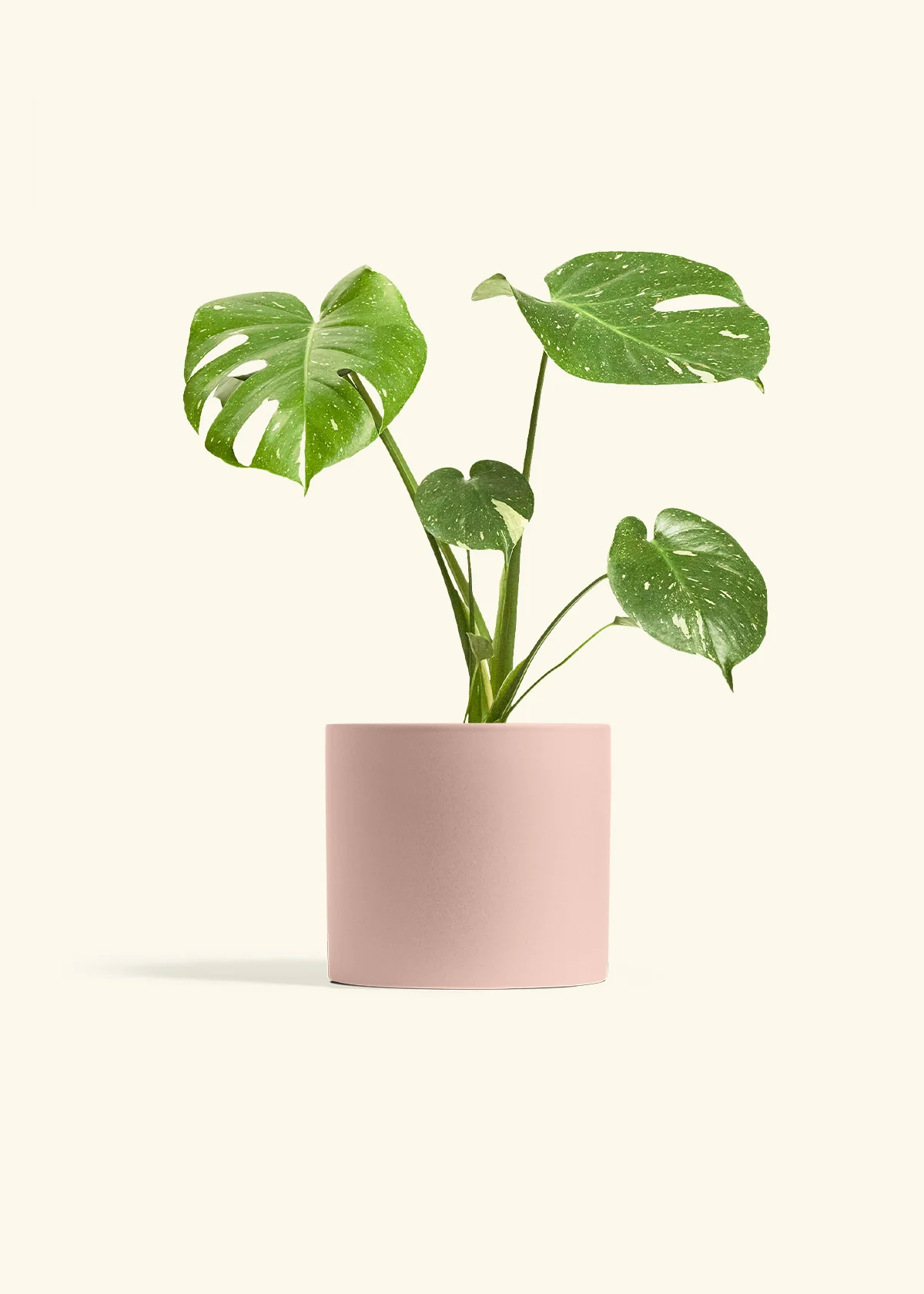 Monstera Thai Constellation - Image 5