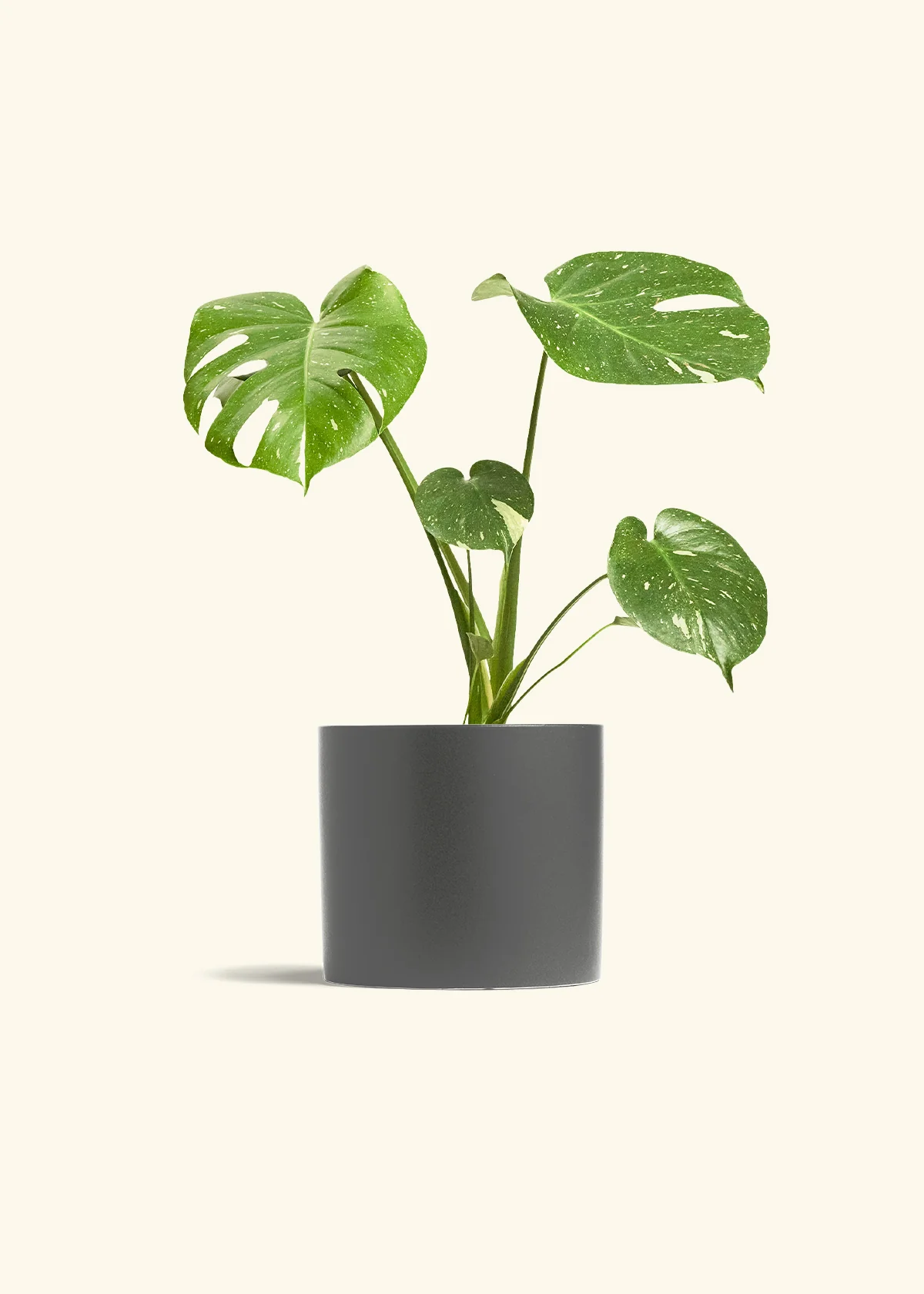 Monstera Thai Constellation - Image 6