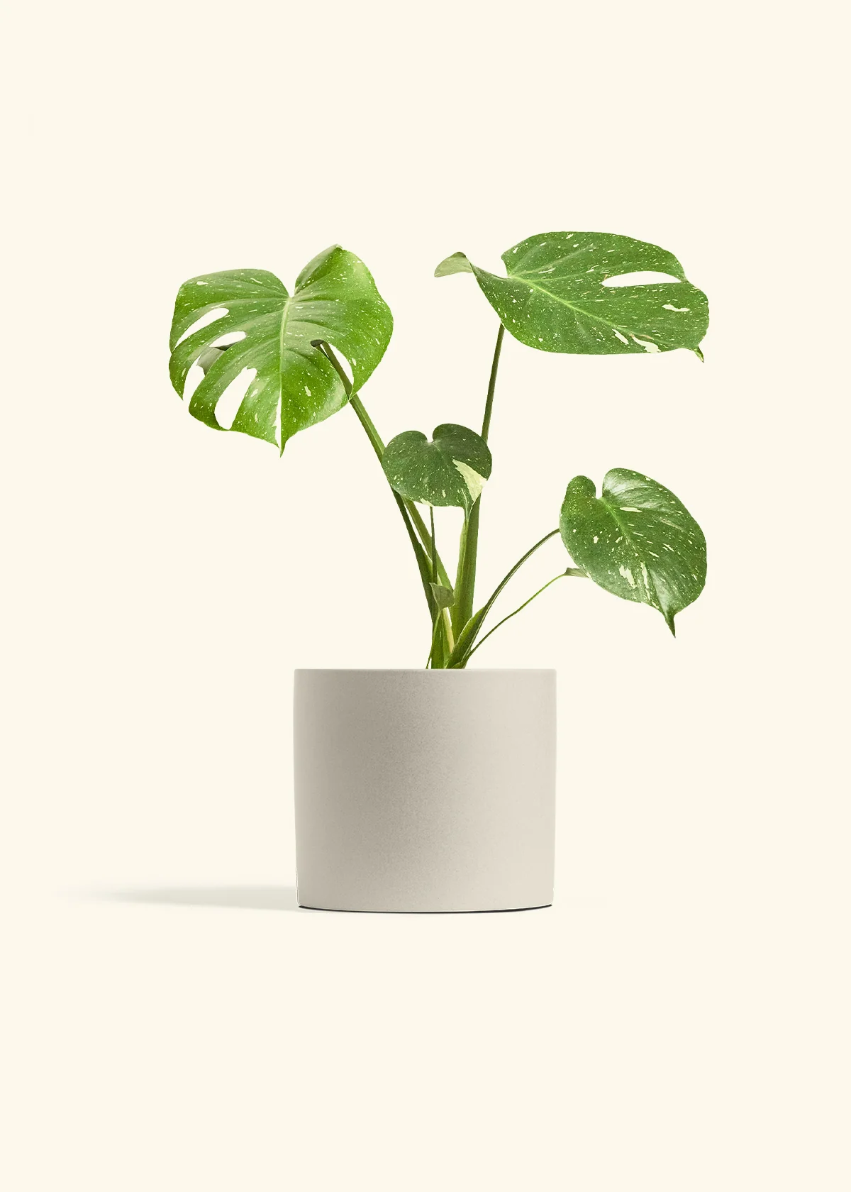 Monstera Thai Constellation - Image 7