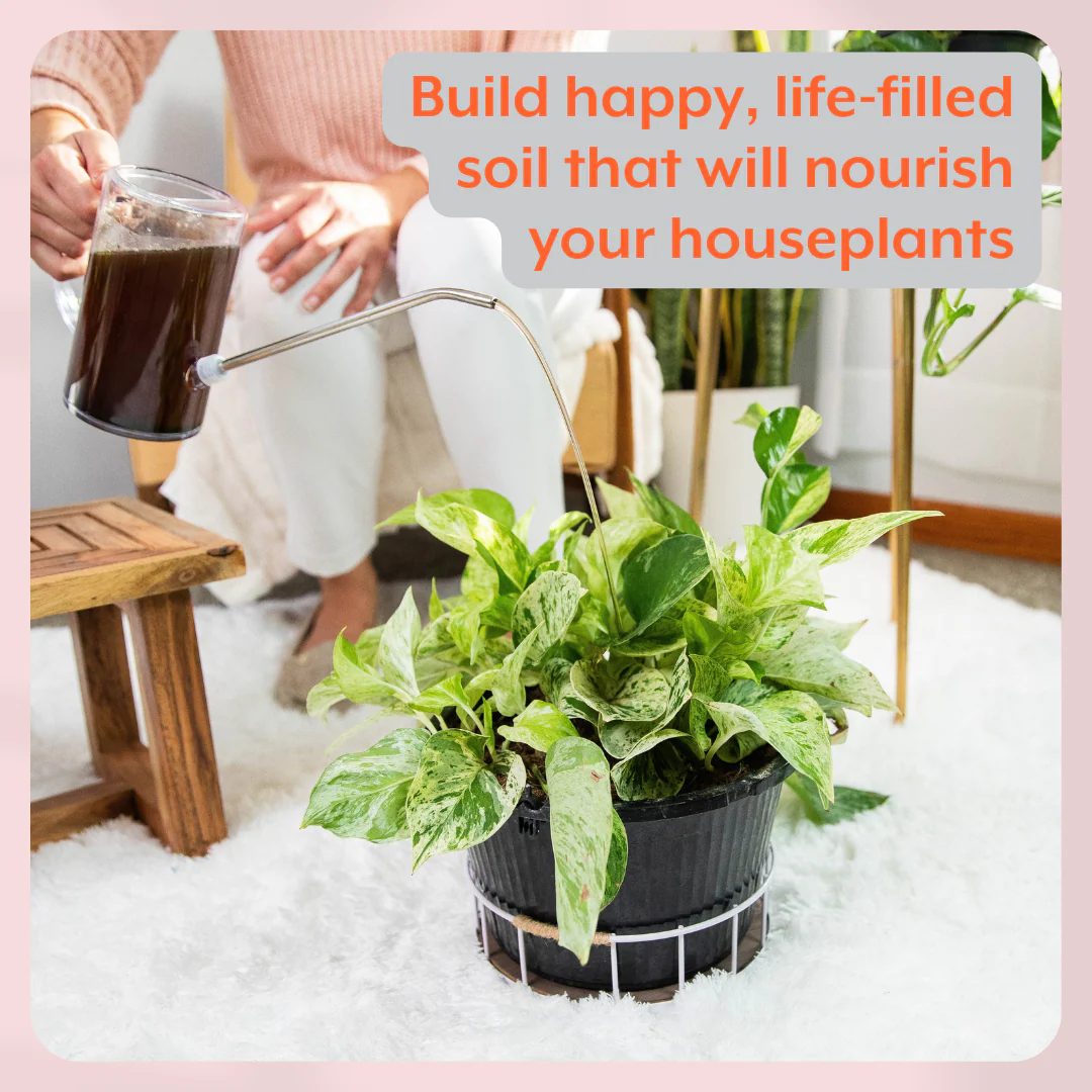 The Houseplant GROW Bundle - Image 3