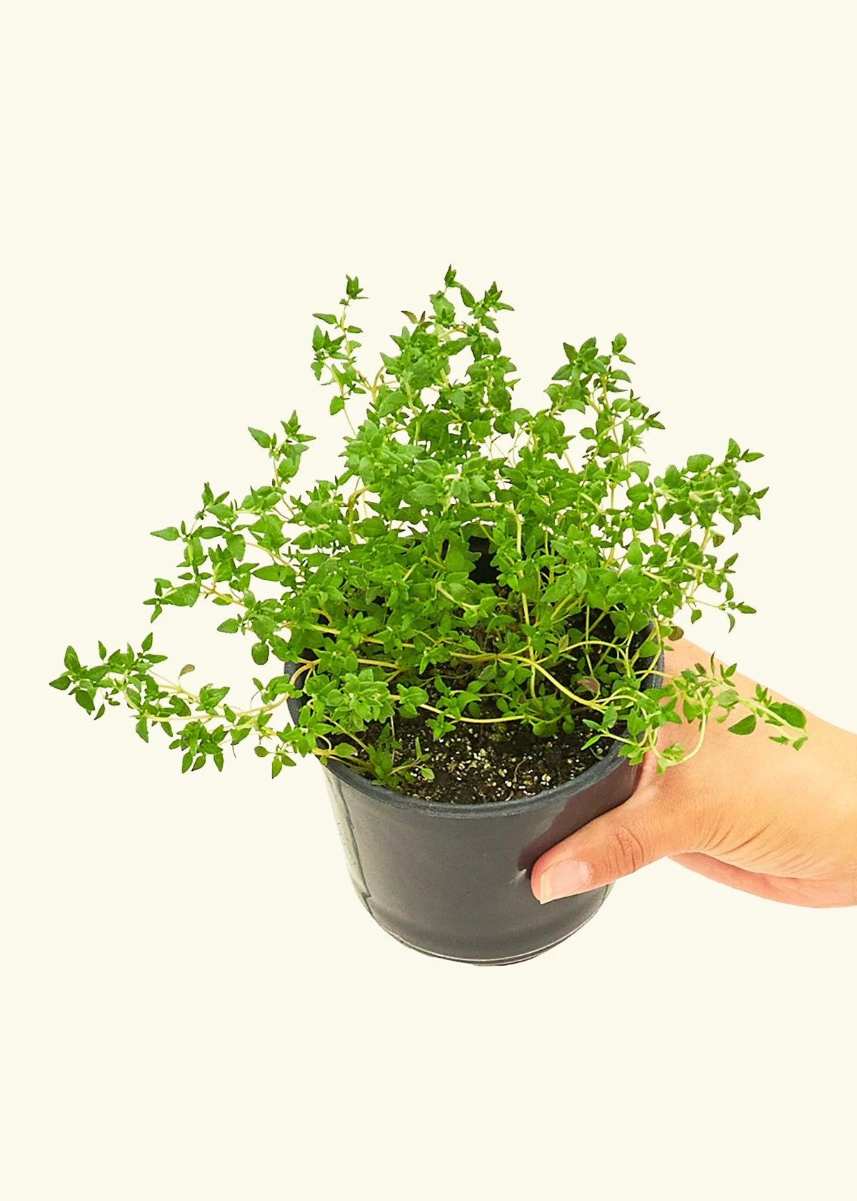 Thyme, Small - Image 2