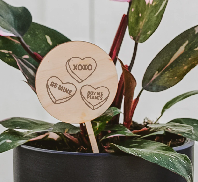 Valentine's Day Plant Pick - Image 2