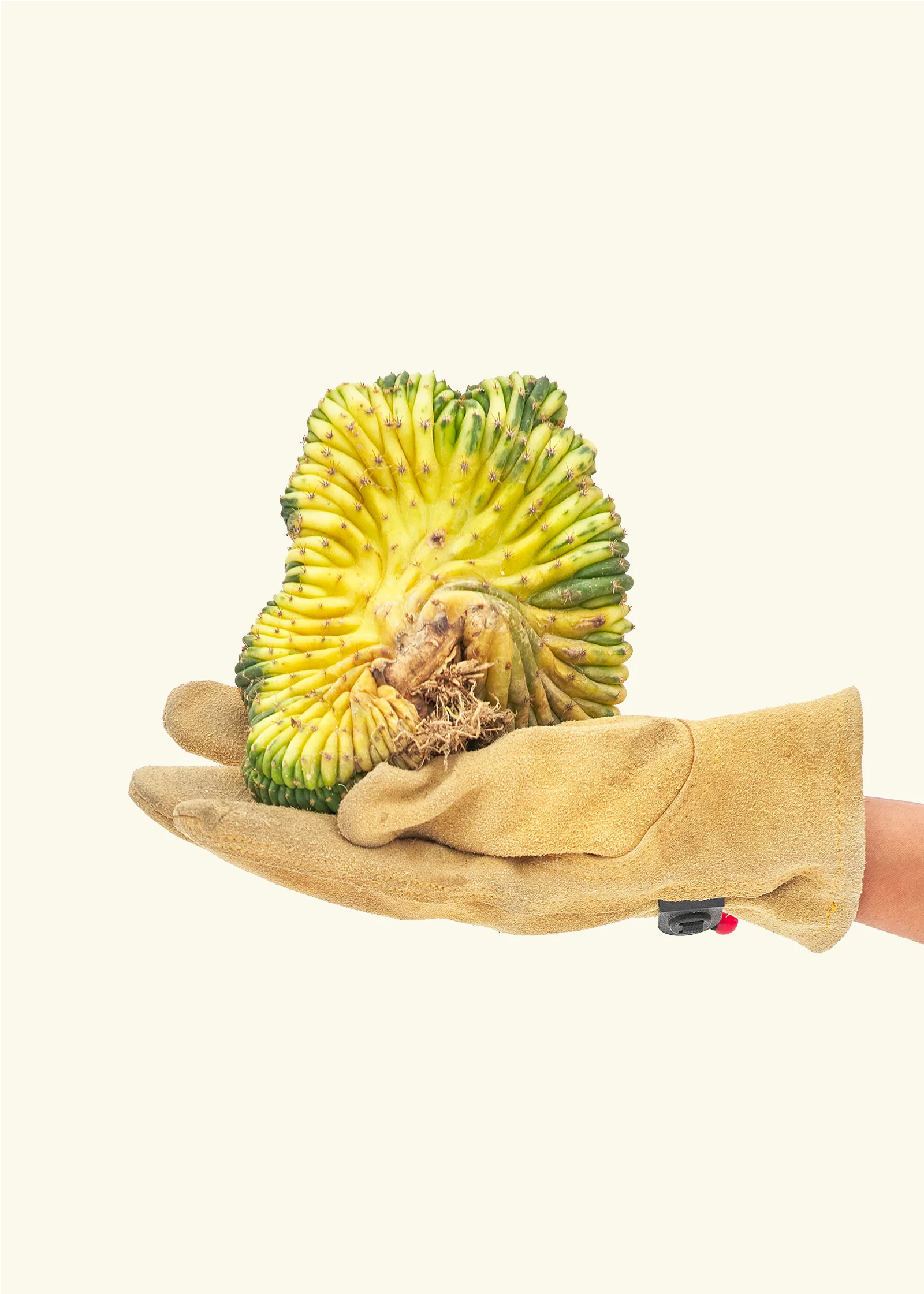 Variegated Crested Trichocereus - Image 2