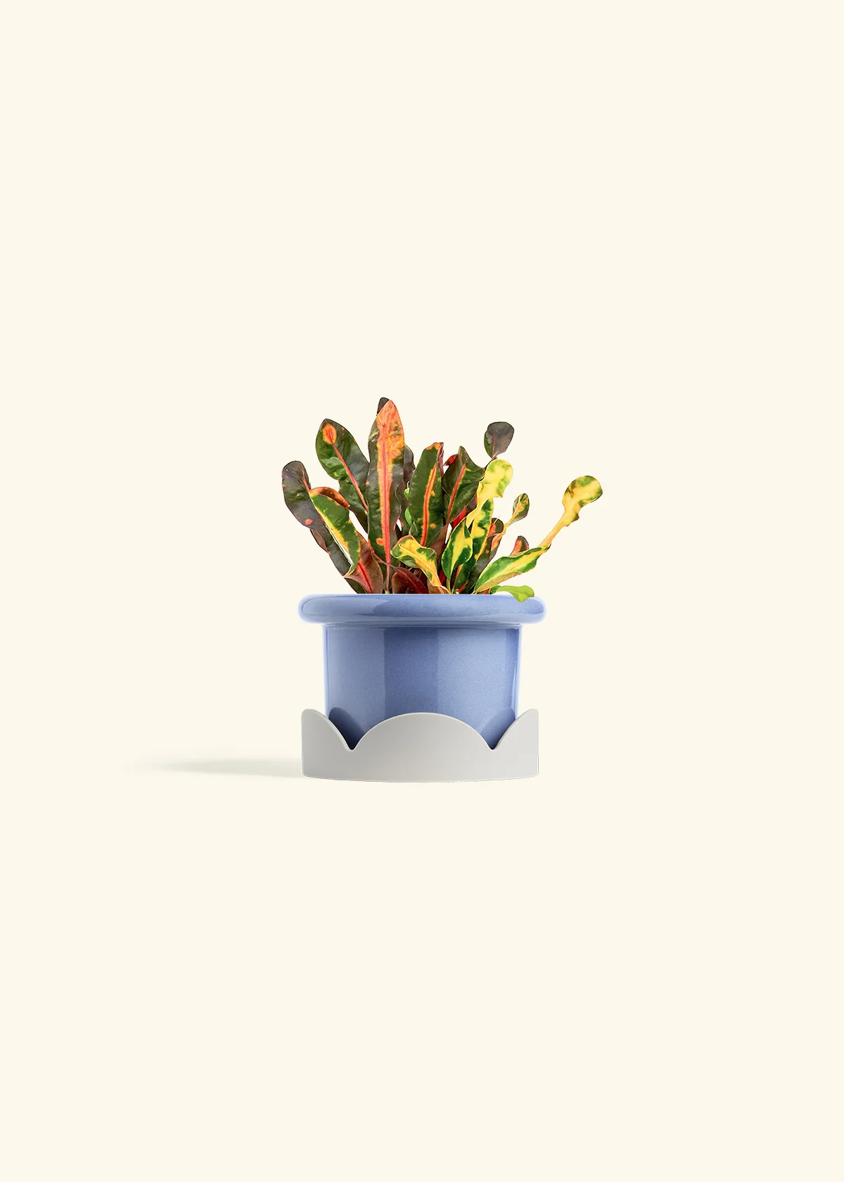 Variegated Croton - Image 10