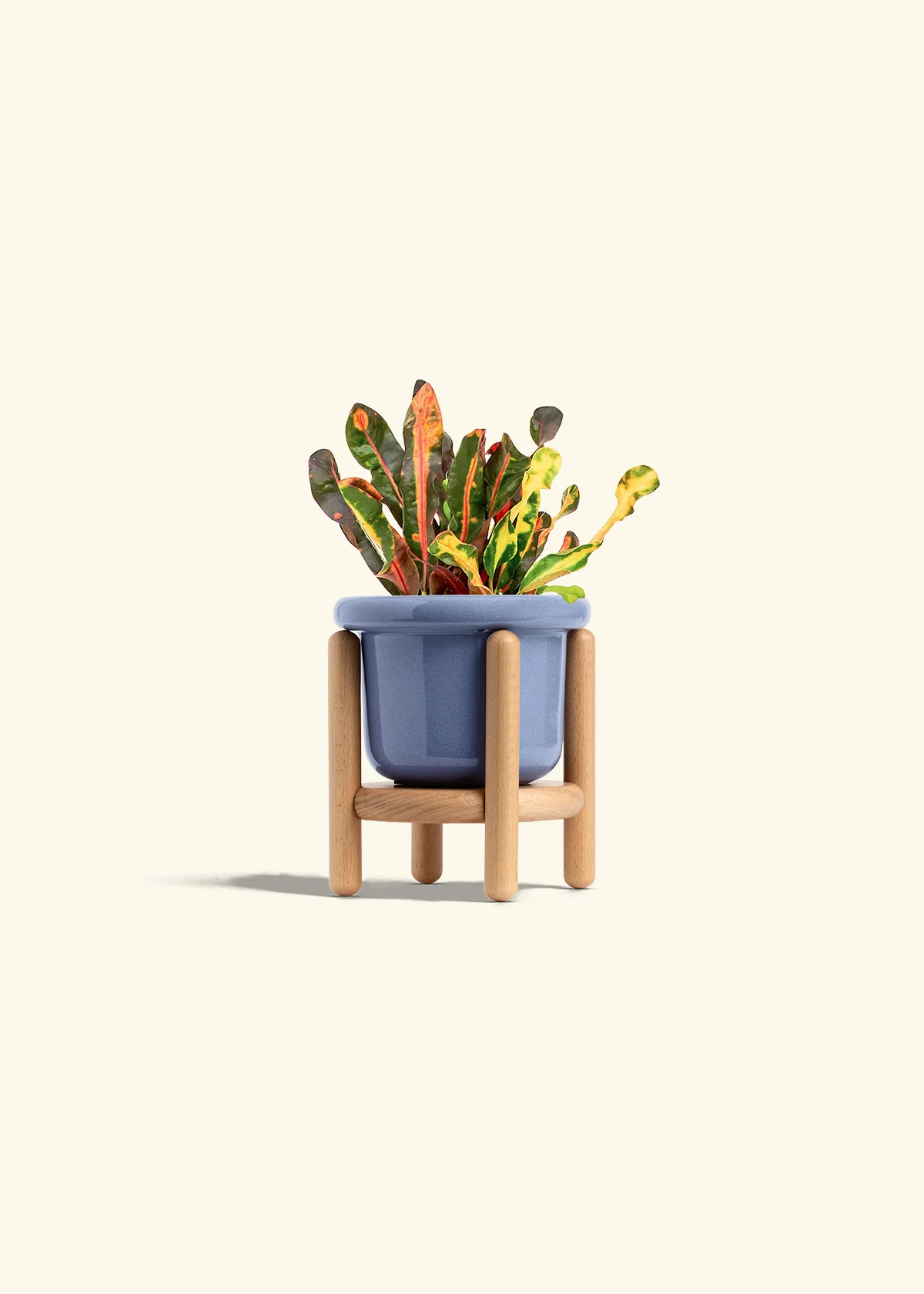 Variegated Croton - Image 11