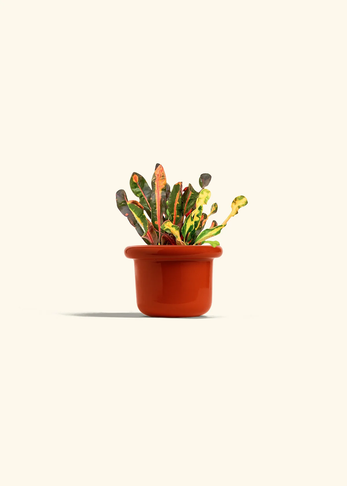 Variegated Croton - Image 12