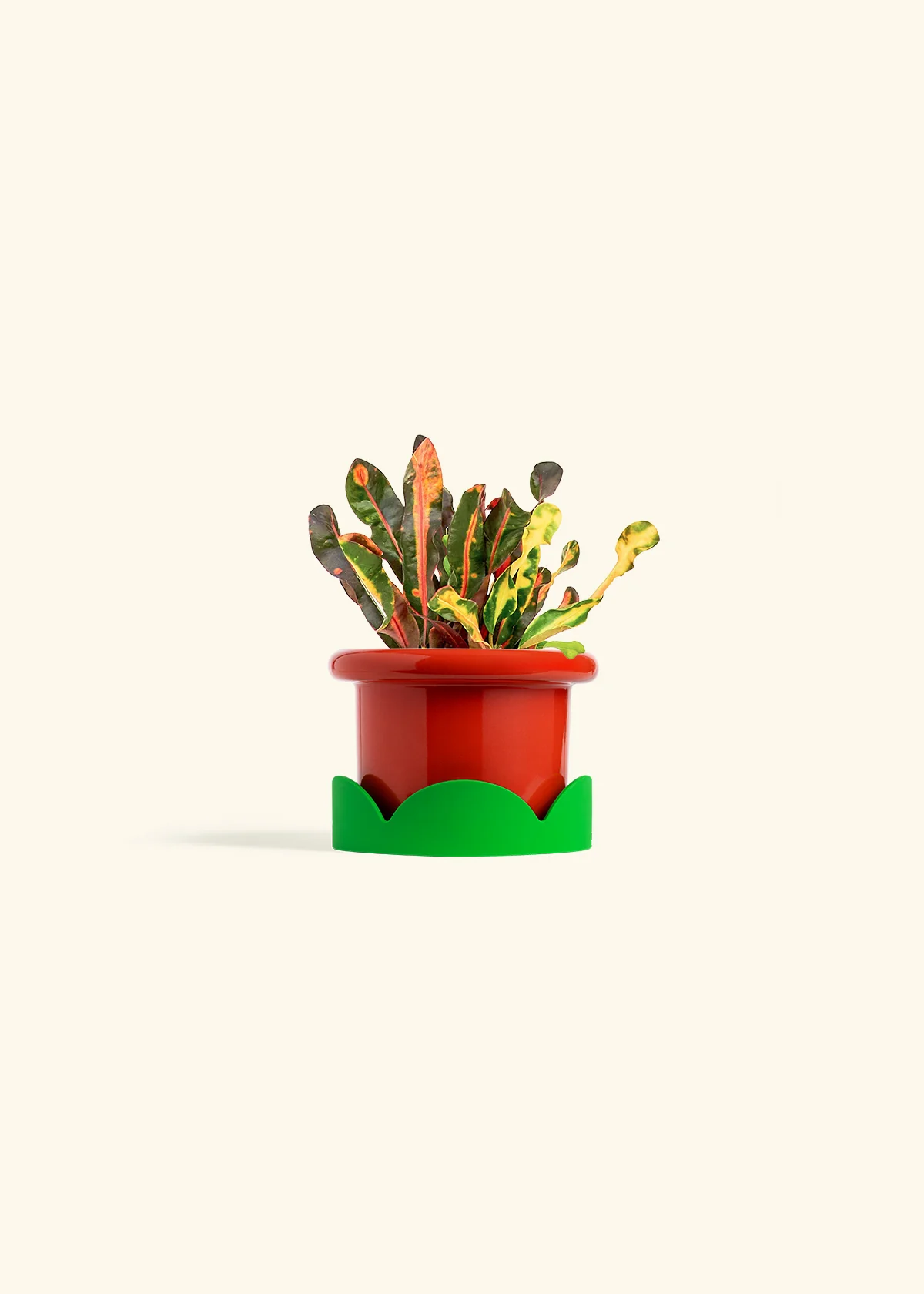 Variegated Croton - Image 13