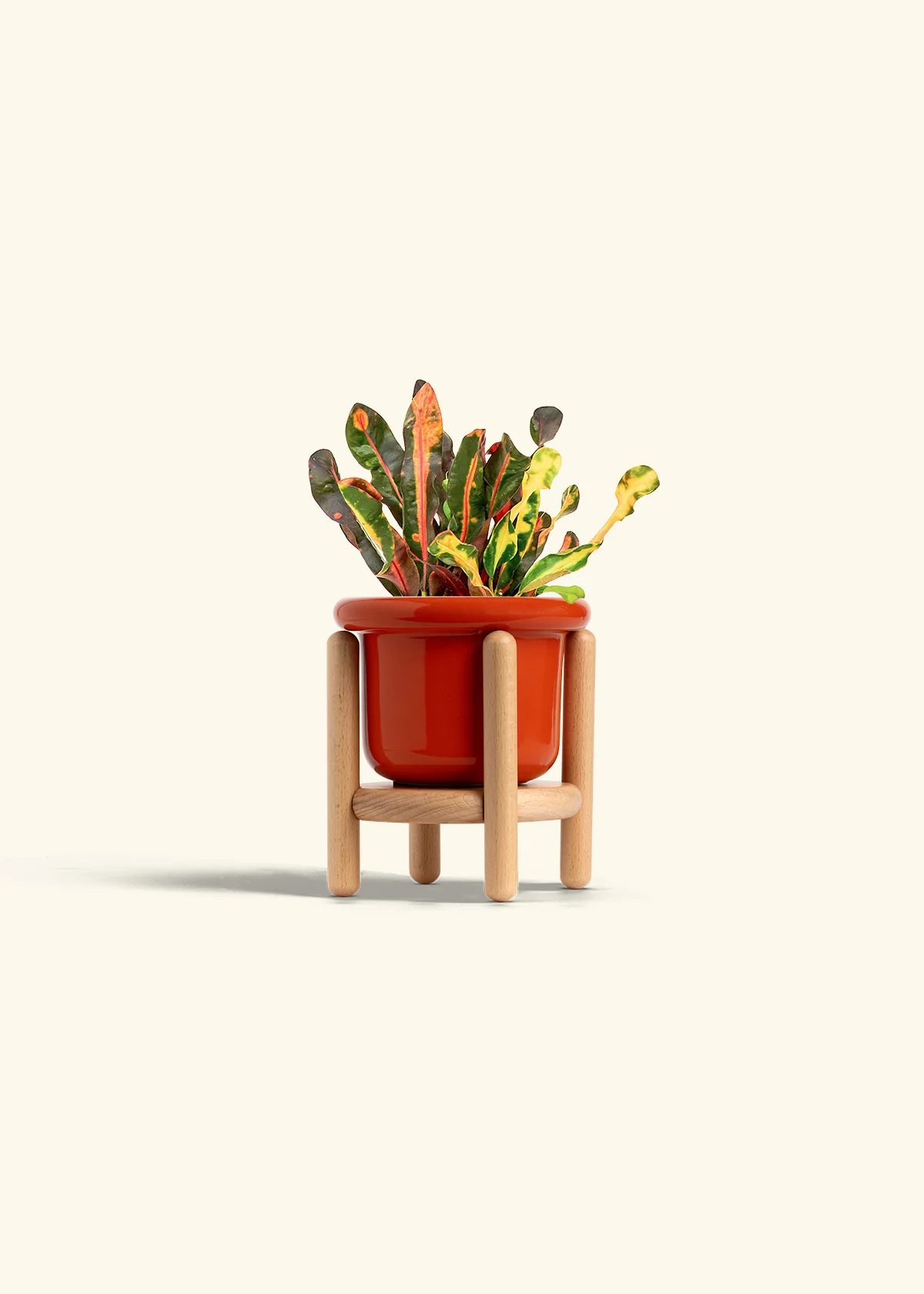 Variegated Croton - Image 15
