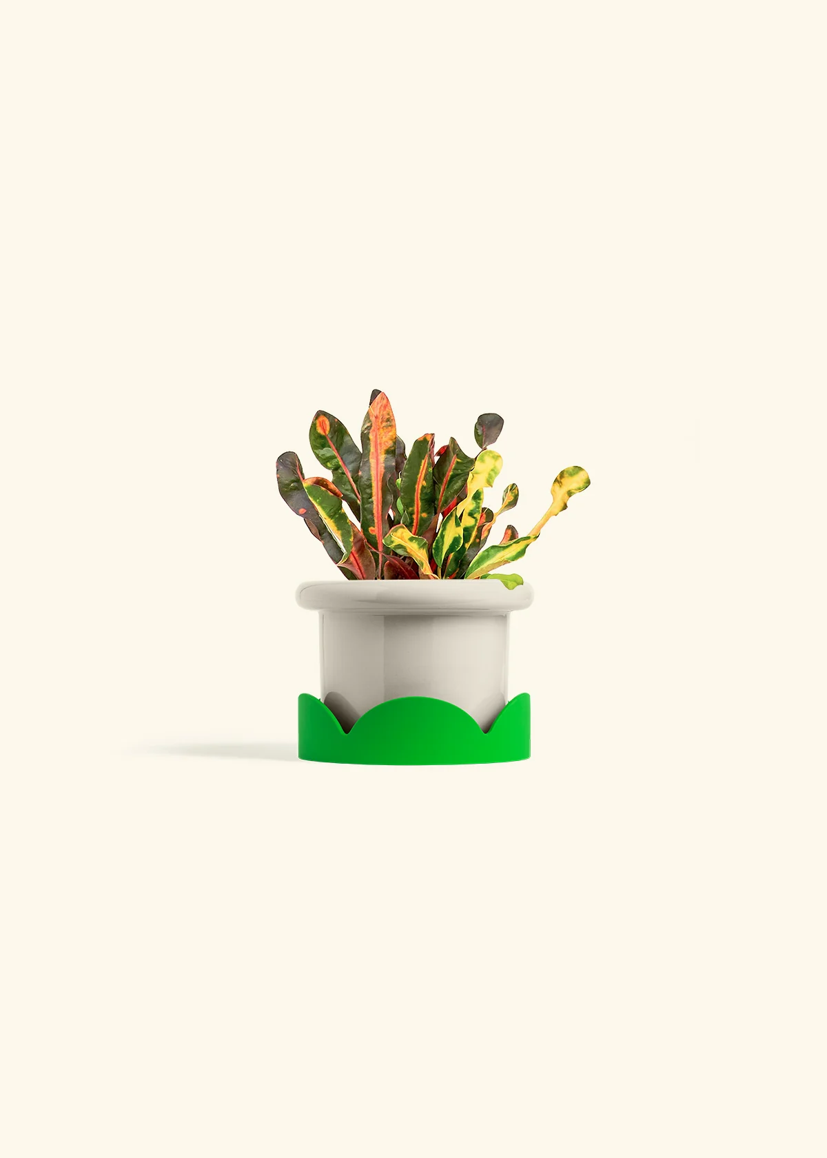 Variegated Croton - Image 17