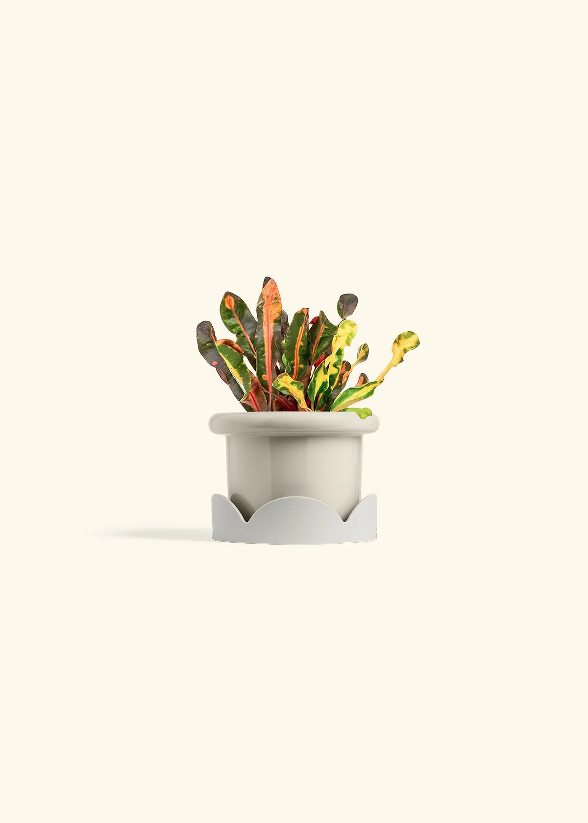 Variegated Croton - Image 18