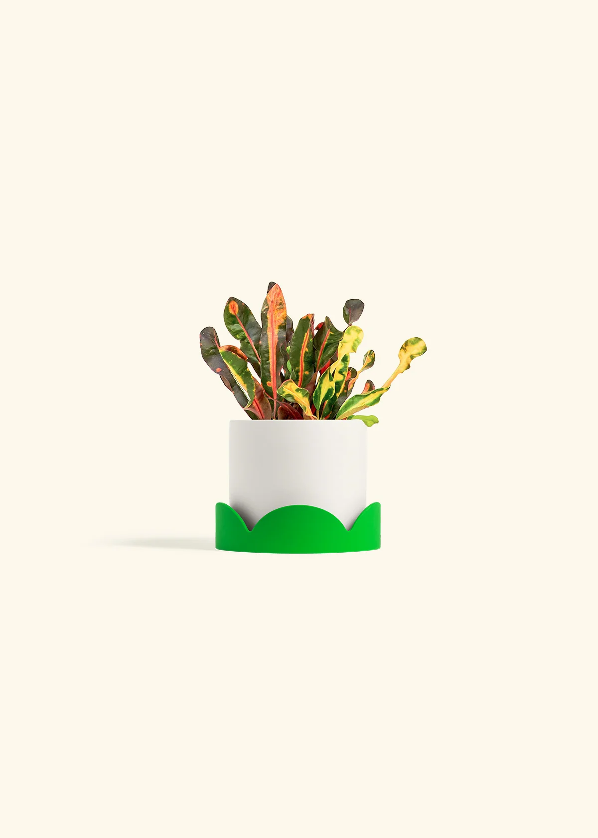 Variegated Croton - Image 21