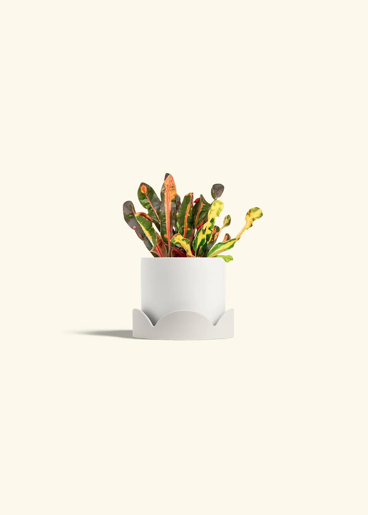 Variegated Croton - Image 22