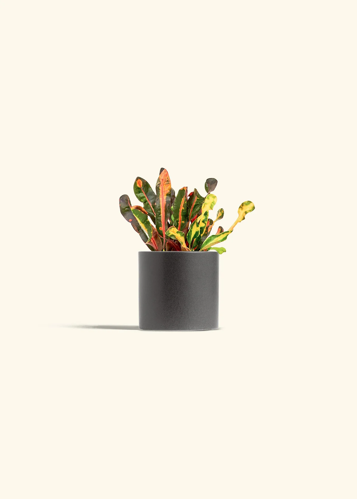 Variegated Croton - Image 24