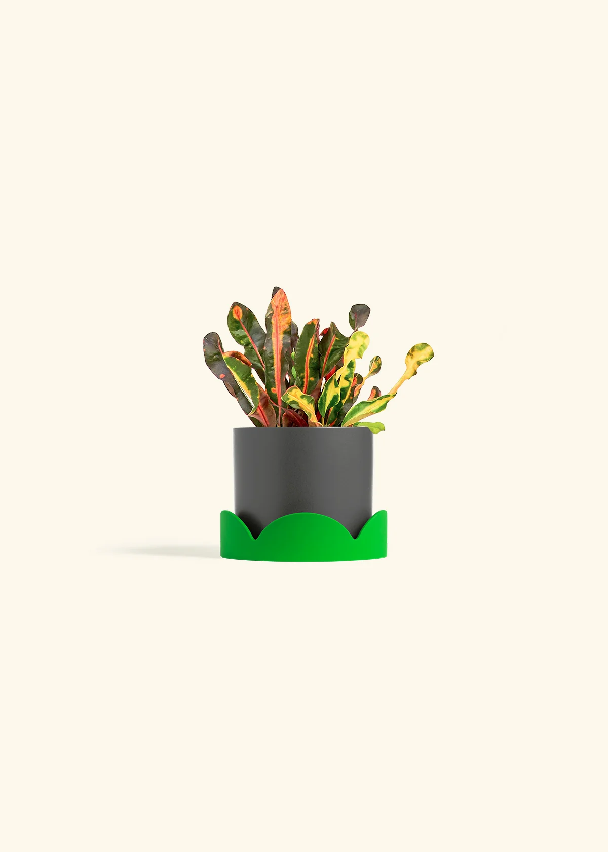 Variegated Croton - Image 25