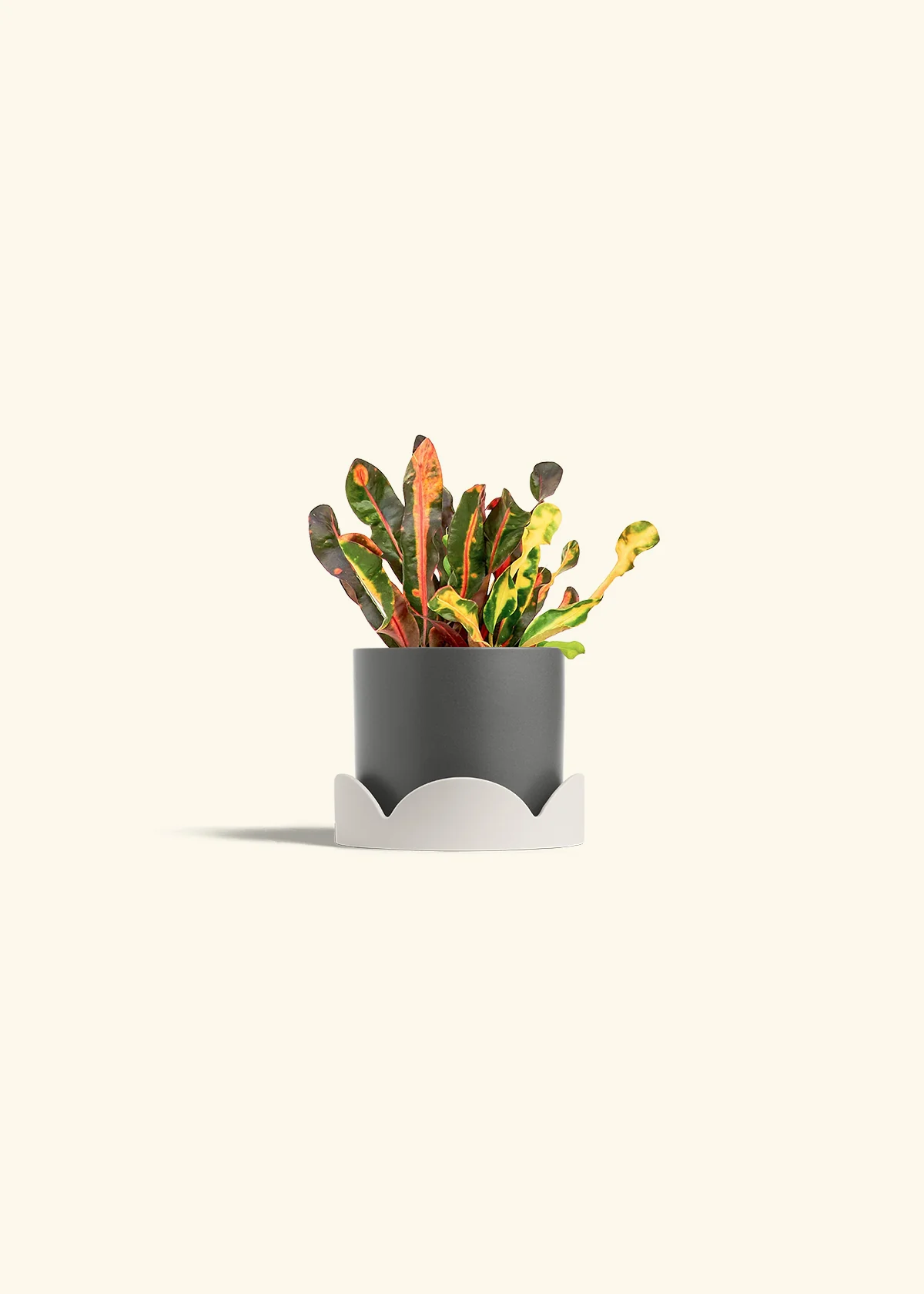 Variegated Croton - Image 26