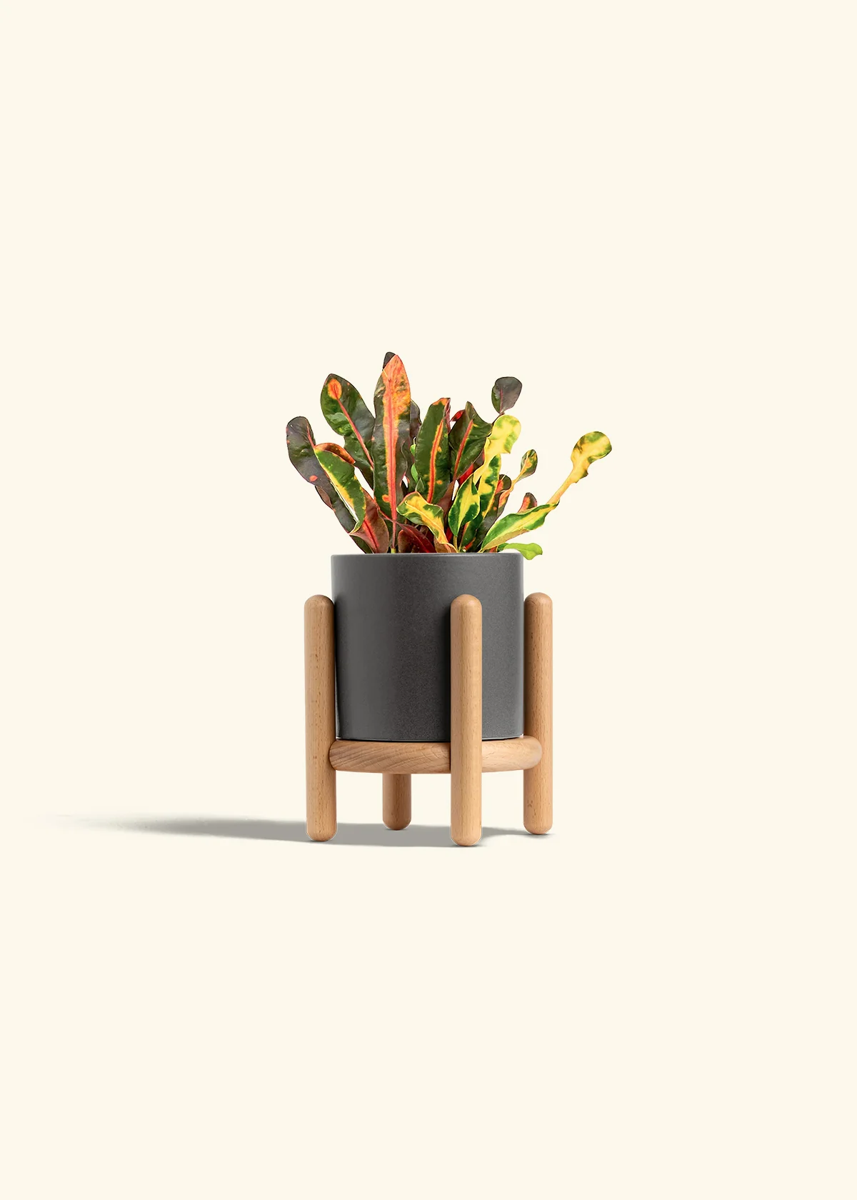 Variegated Croton - Image 27