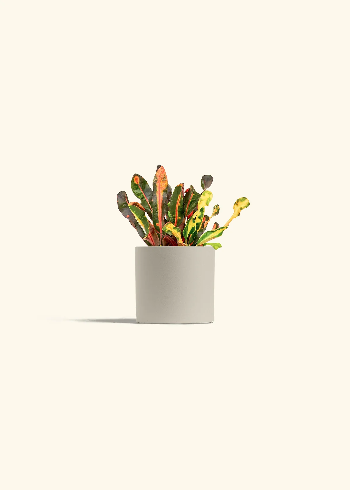Variegated Croton - Image 28