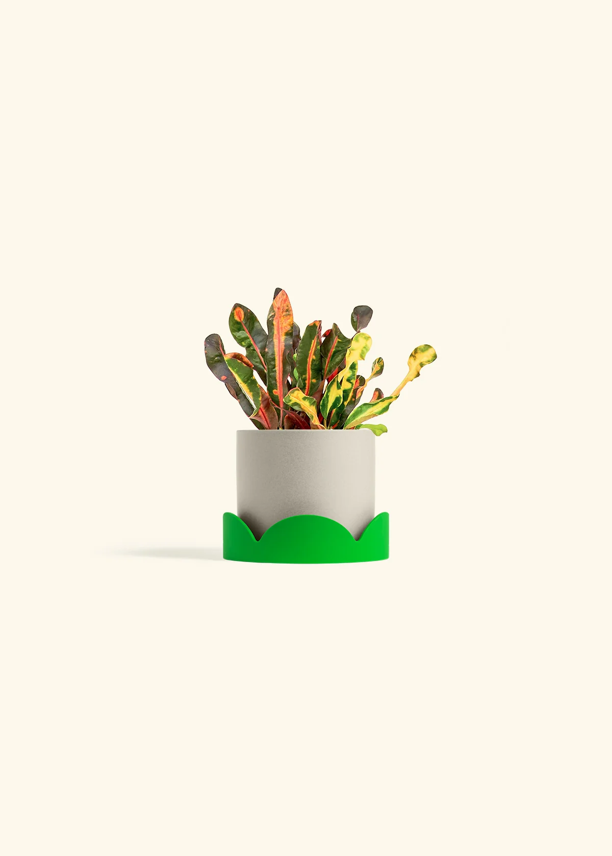 Variegated Croton - Image 29