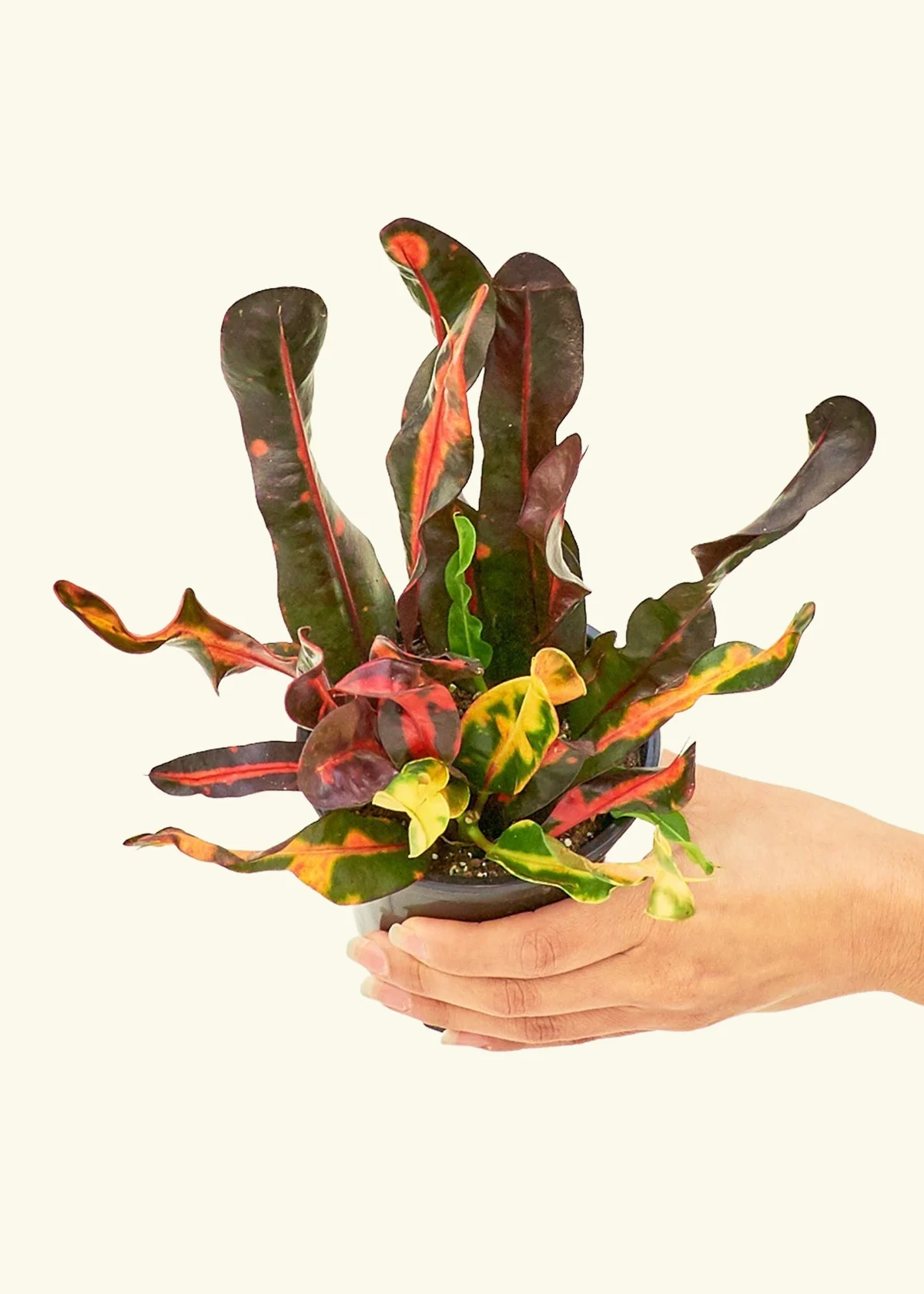 Variegated Croton - Image 3