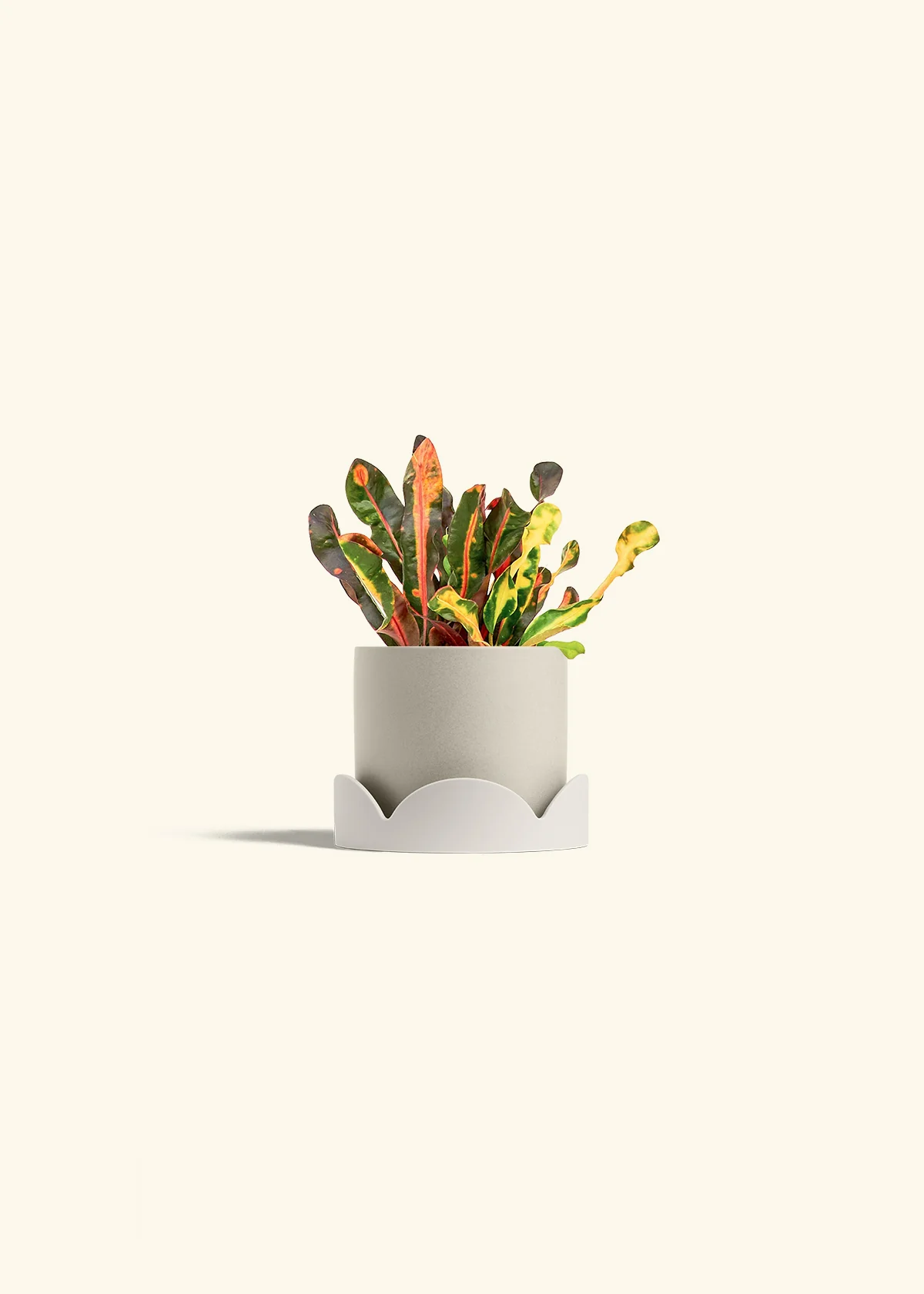 Variegated Croton - Image 30
