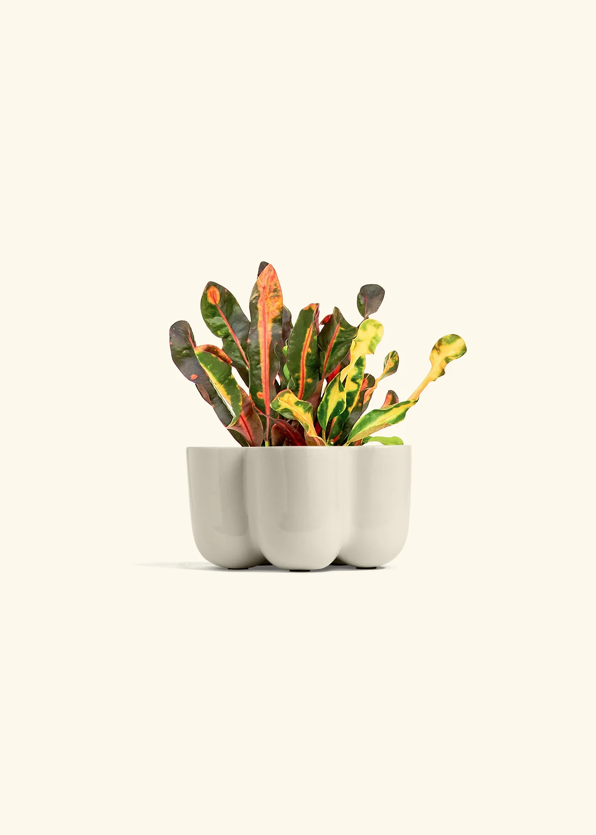 Variegated Croton - Image 37