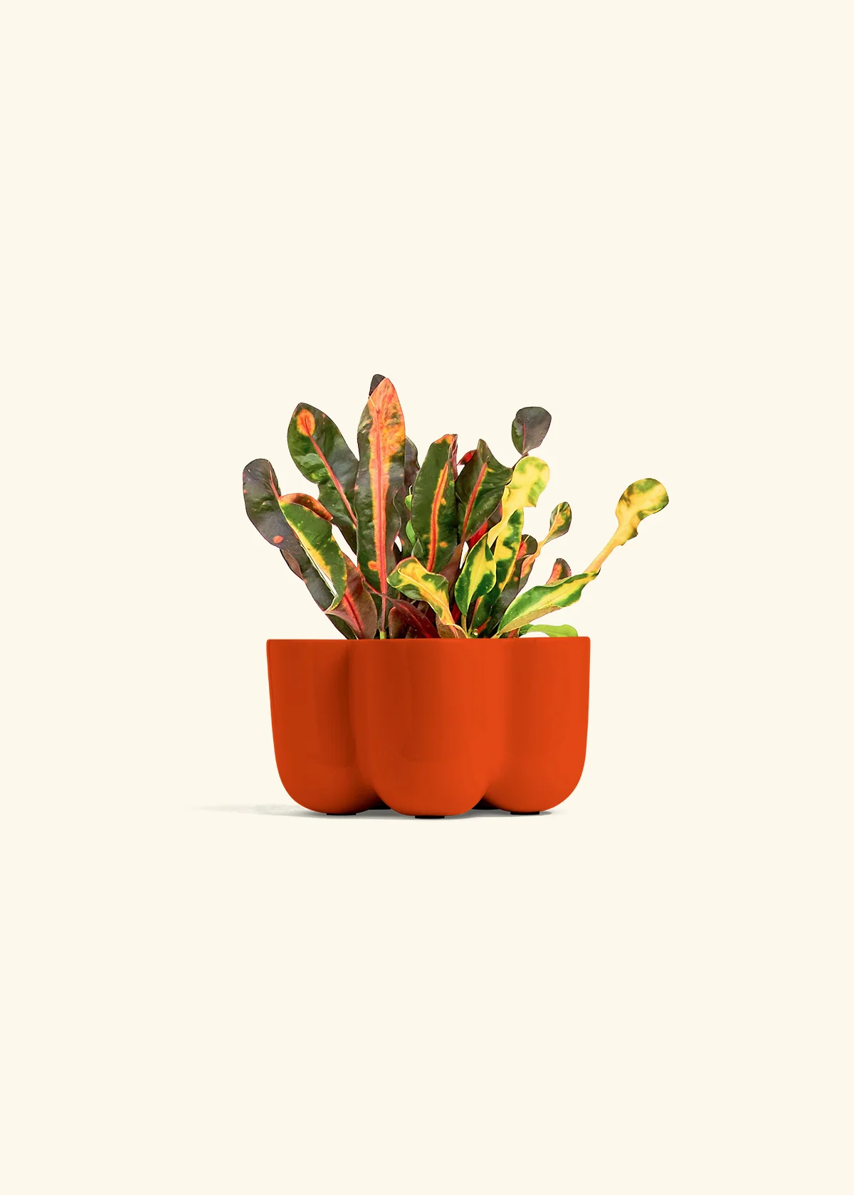 Variegated Croton - Image 38